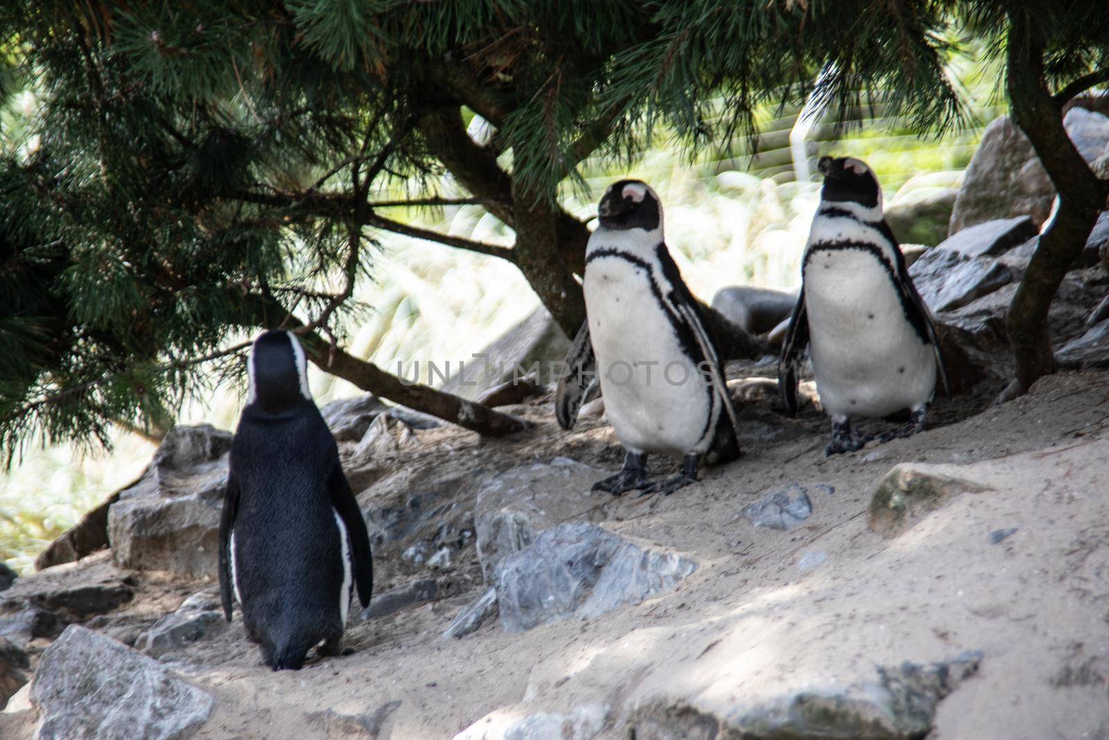 Penguins in a colony in the sand under rocks