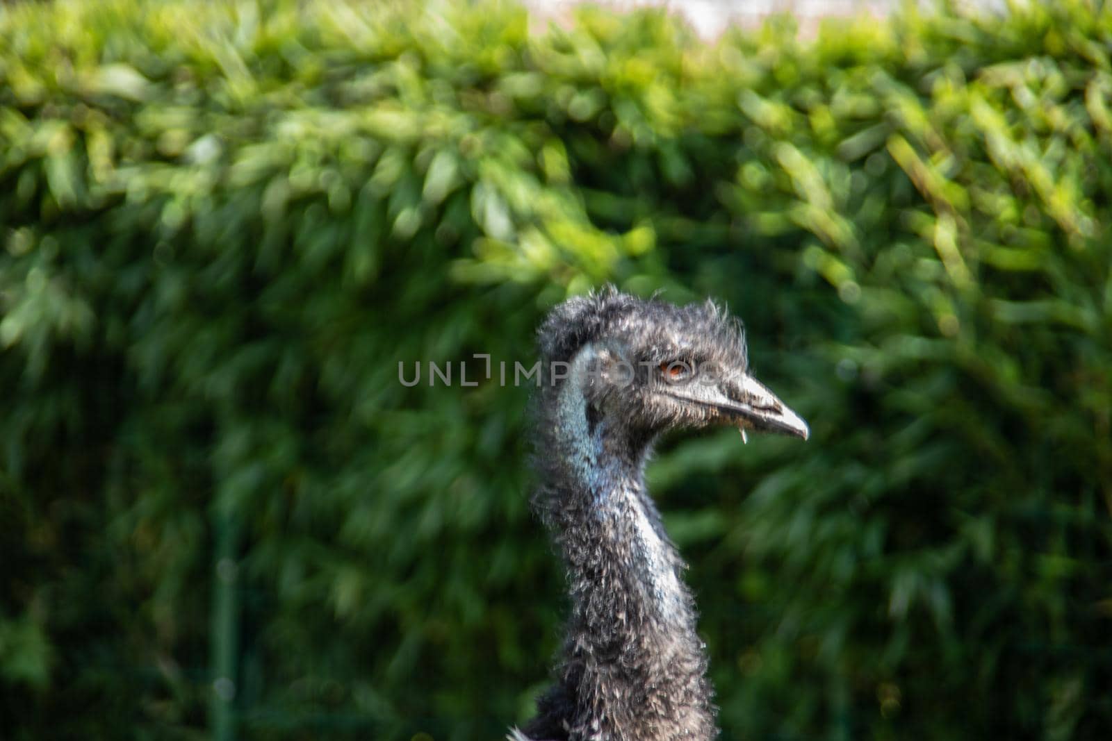 Nandu with long neck in pasture