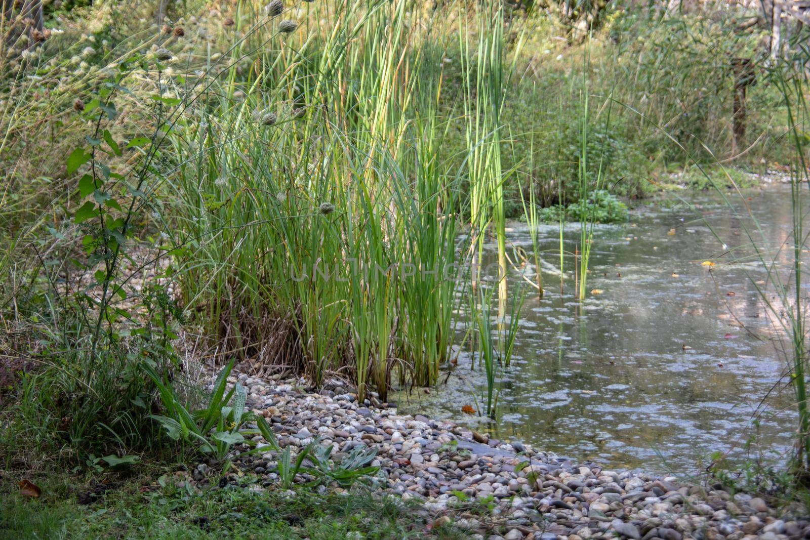 Pool with bank vegetation by Dr-Lange