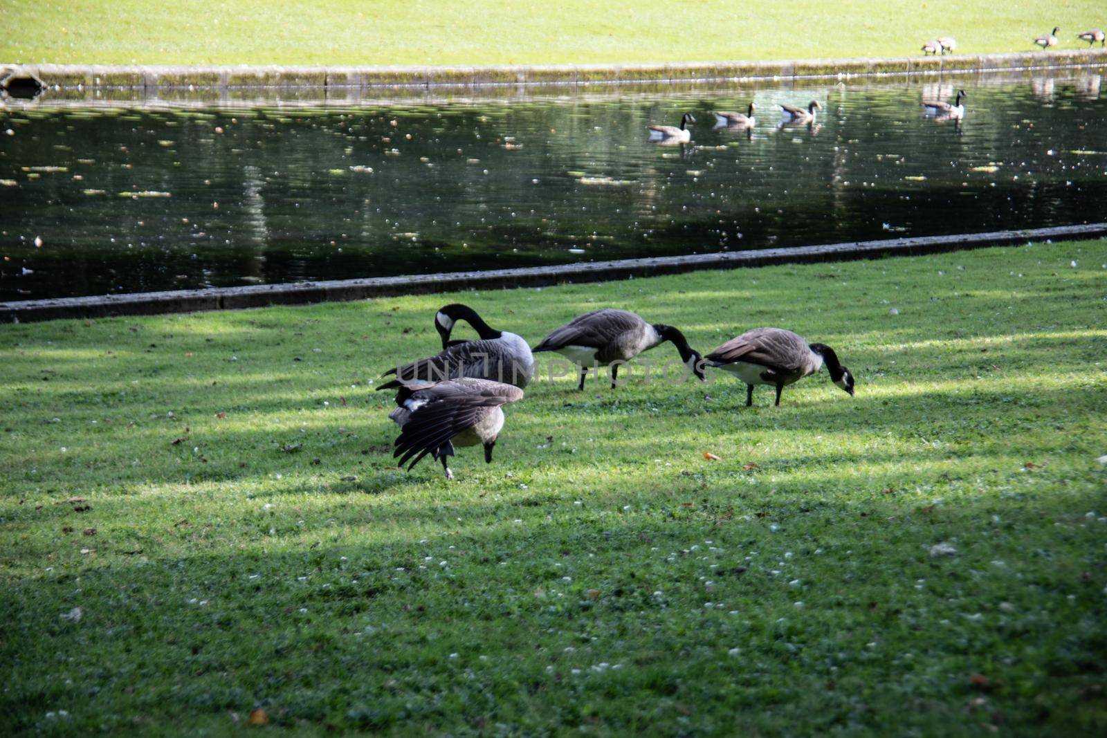 gray goose on the meadow in Castle park