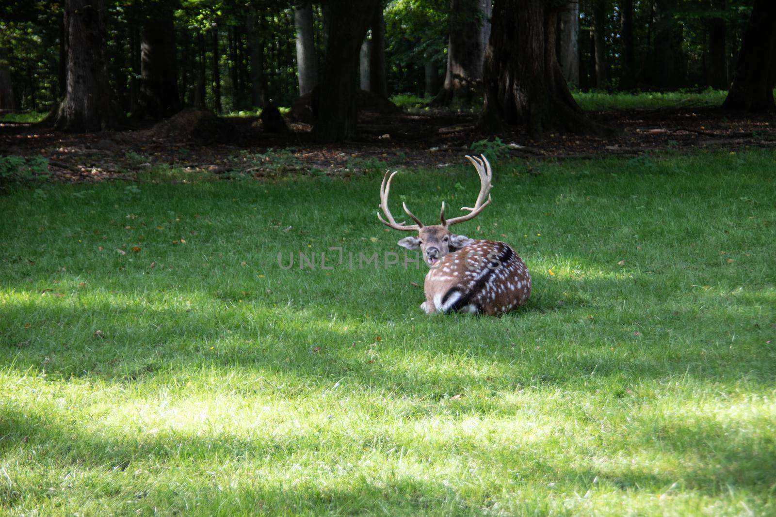 Deer at the edge of the forest and in the meadow