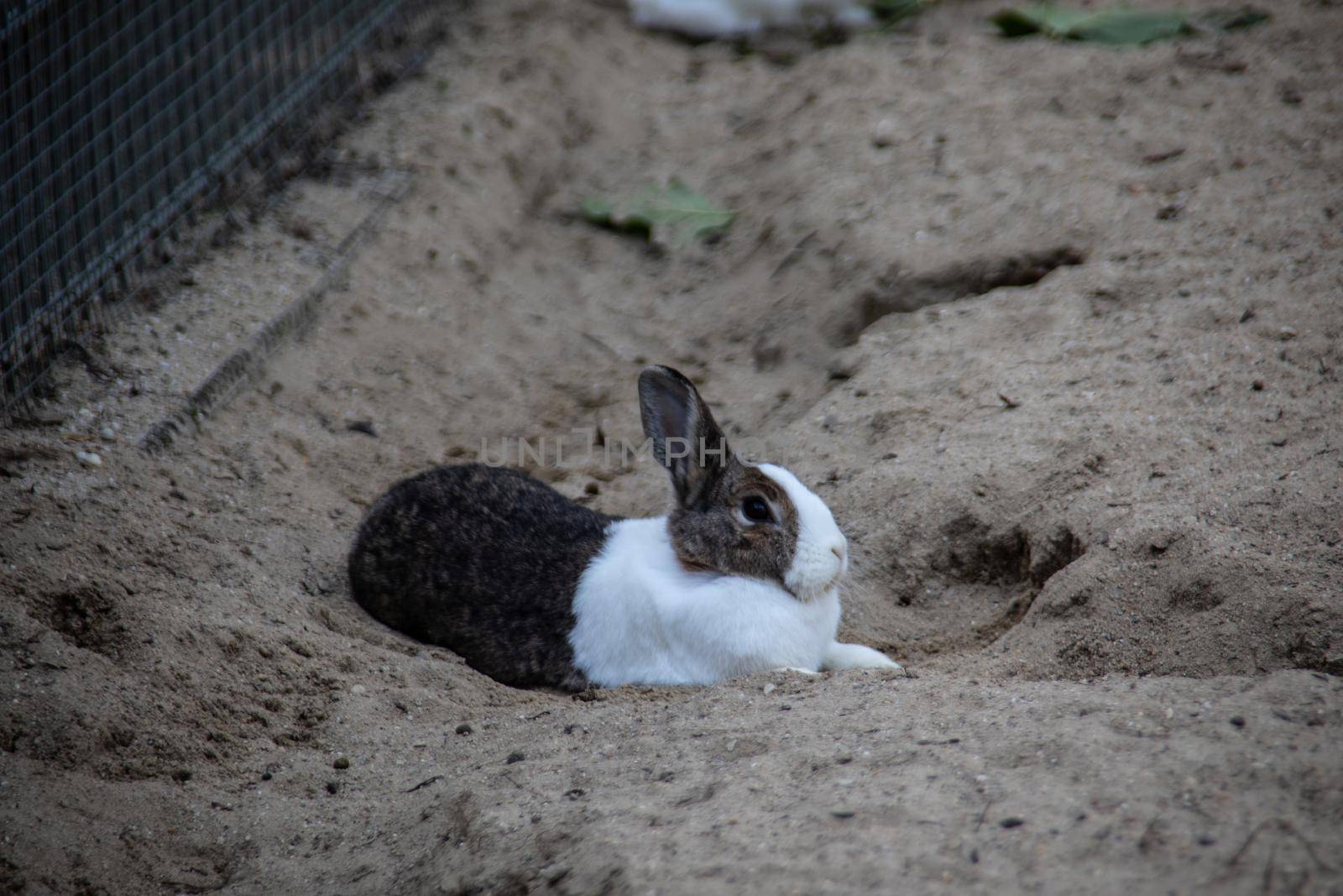black white rabbit in the sand