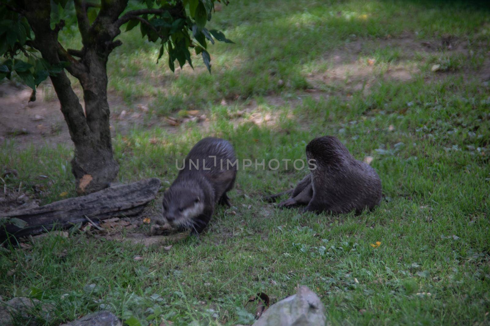 Raccoons sneak through the forest in search of food