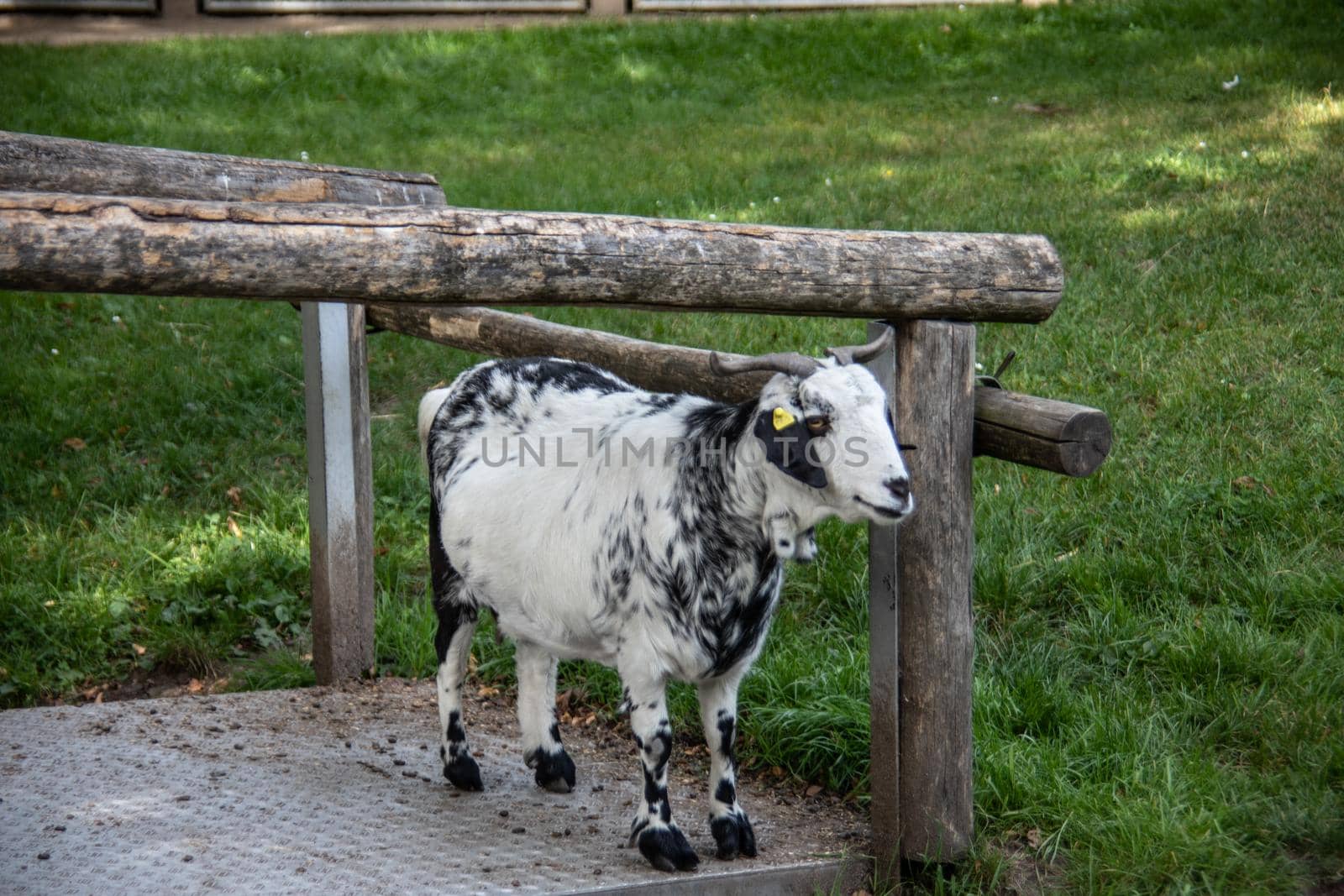 brown looking Goat with horns