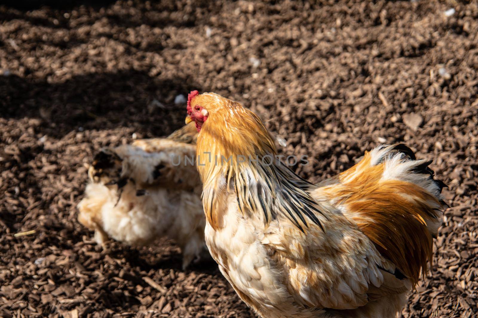 Chickens peck at the meadow for food