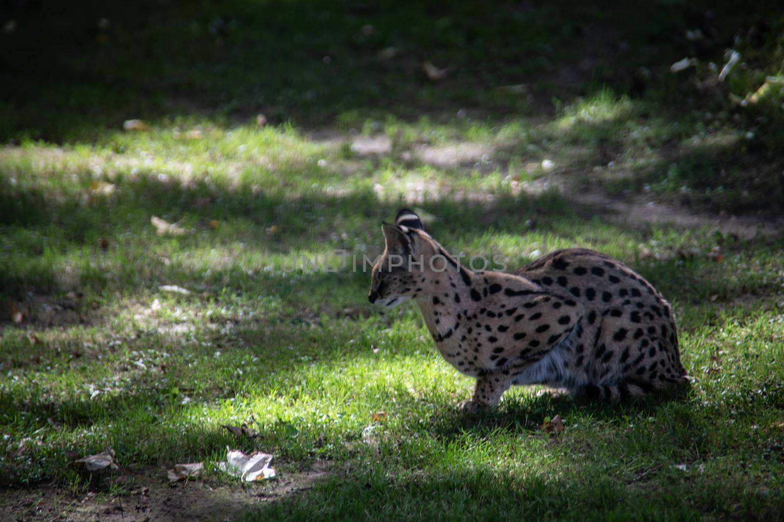 Serval sneaks through the forest in search of prey