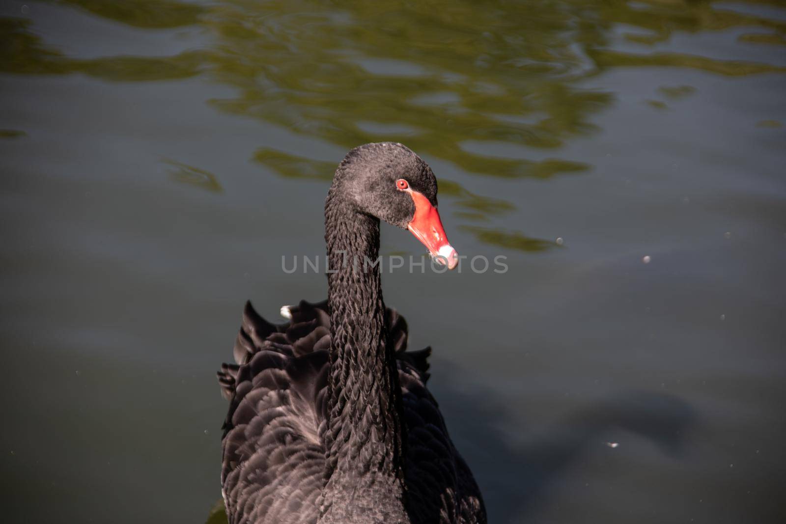 black swan swims in the pond