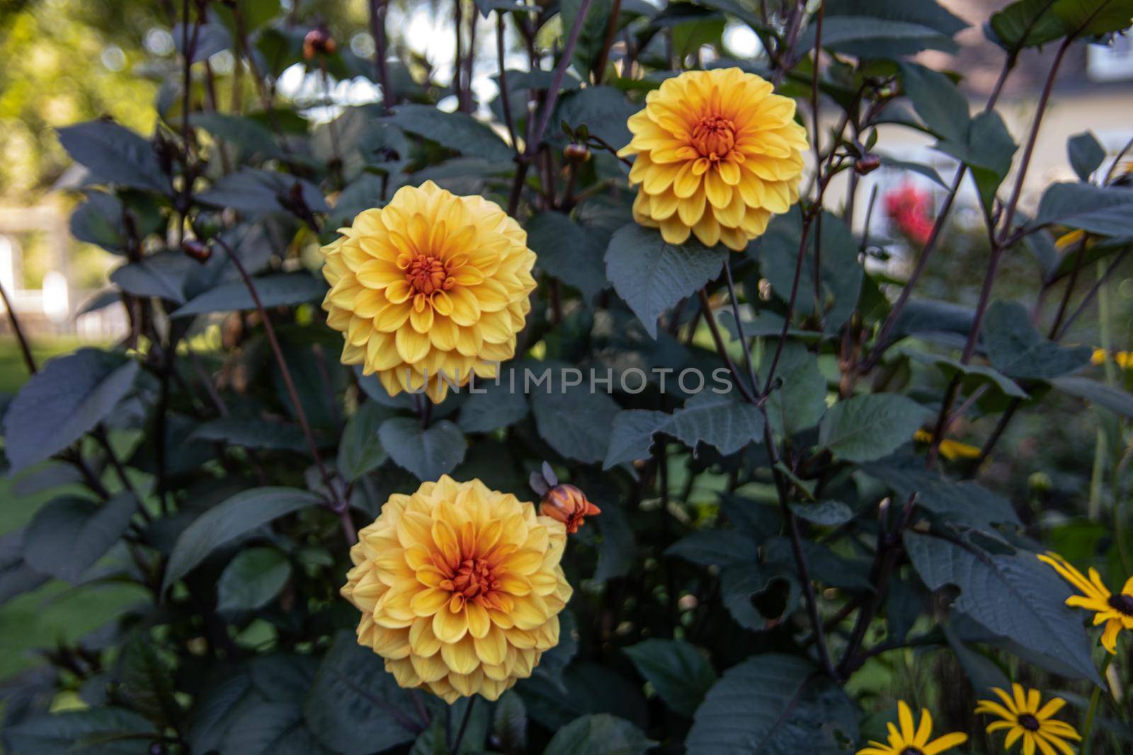 beautyful and colorful chrysanthemes in the Castle garden