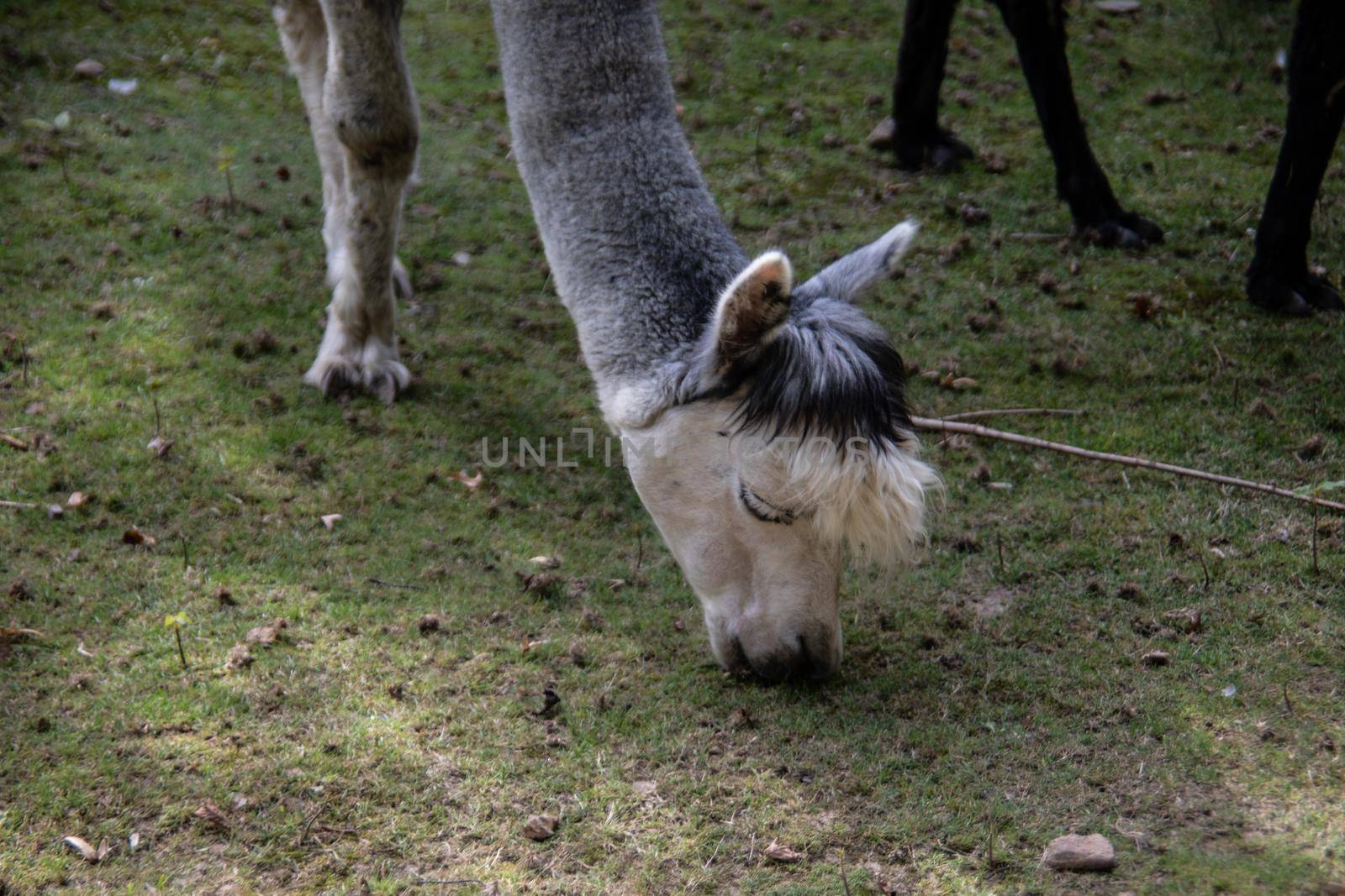 Llamas in the pasture while grazing