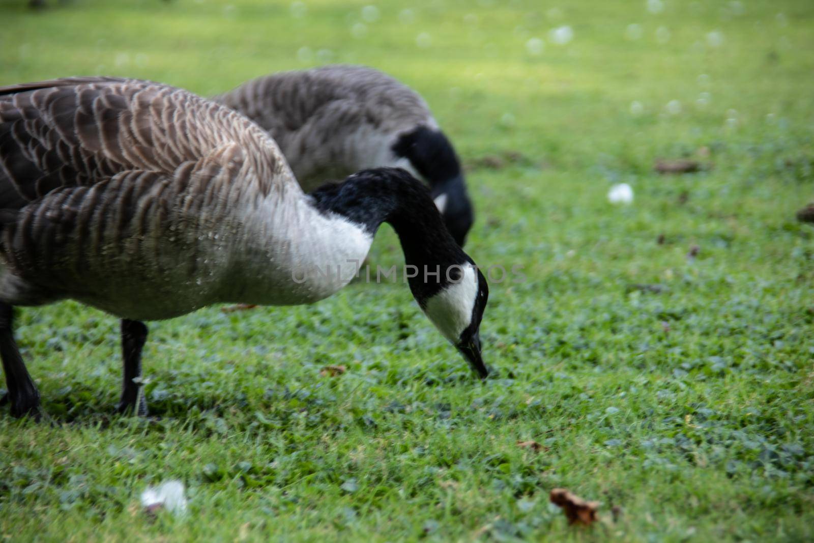 gray goose on the meadow in Castle park