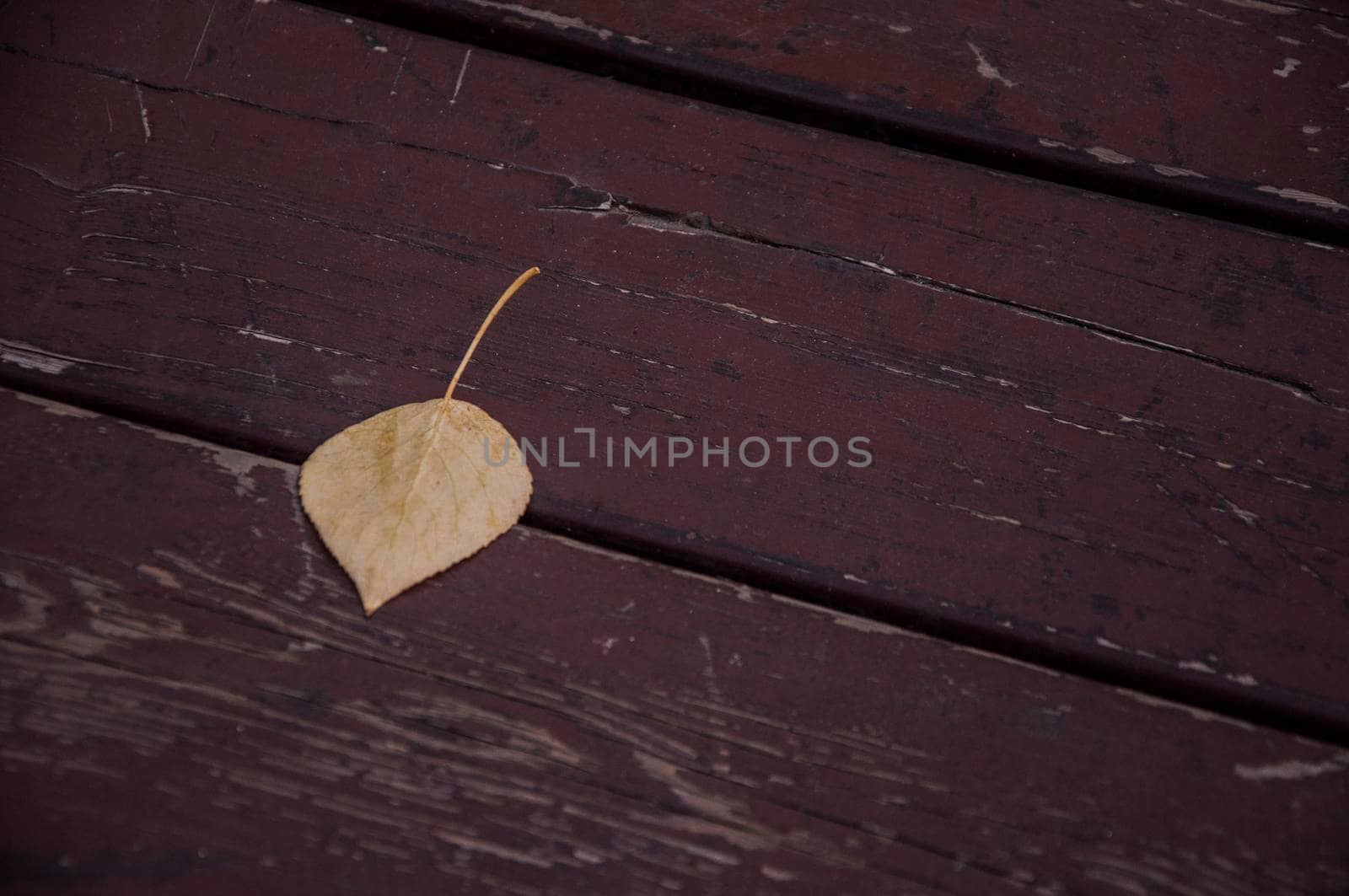 a fallen birch leaf lies on the open wooden platform floor of the city park, symbolizing the beginning of autumn and the end of summer