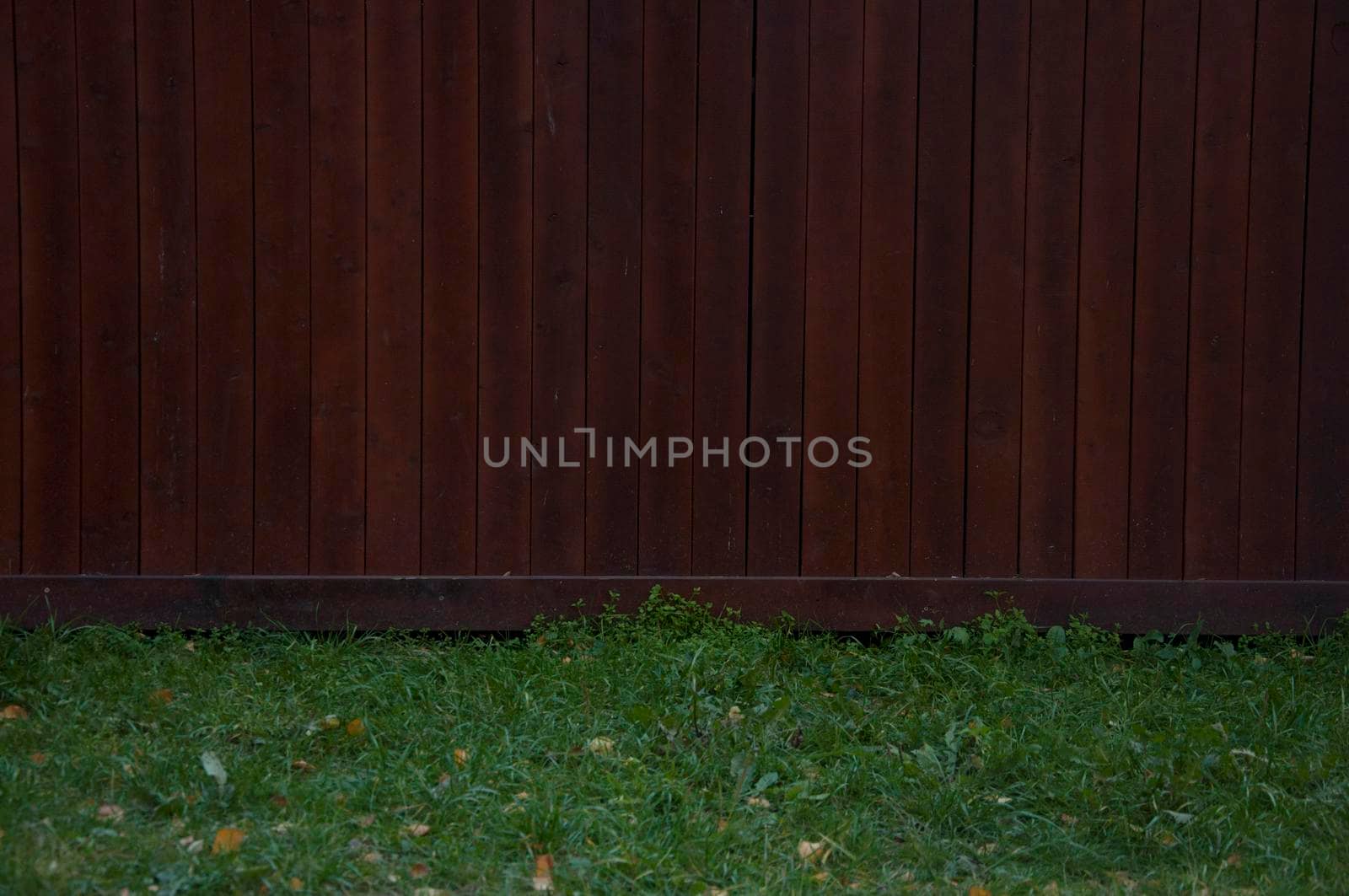 Fresh green grass and leaf plant over wood fence background by inxti