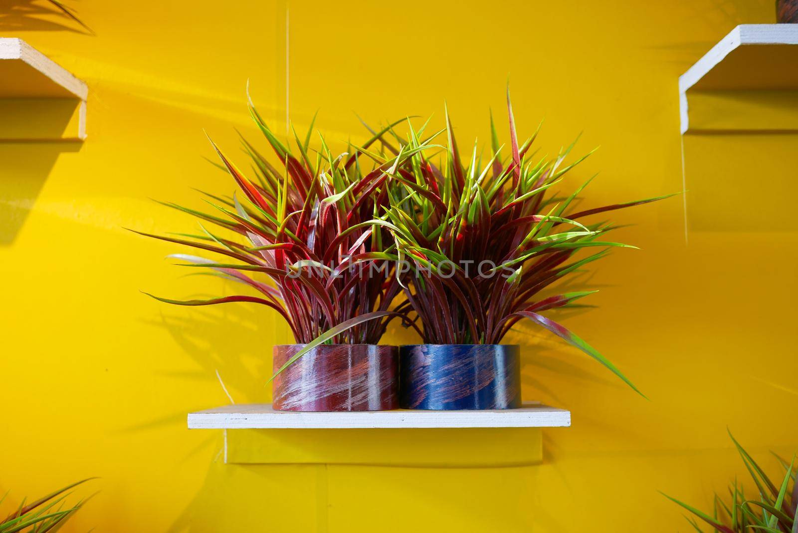 Potted house plants against yellow wall by towfiq007