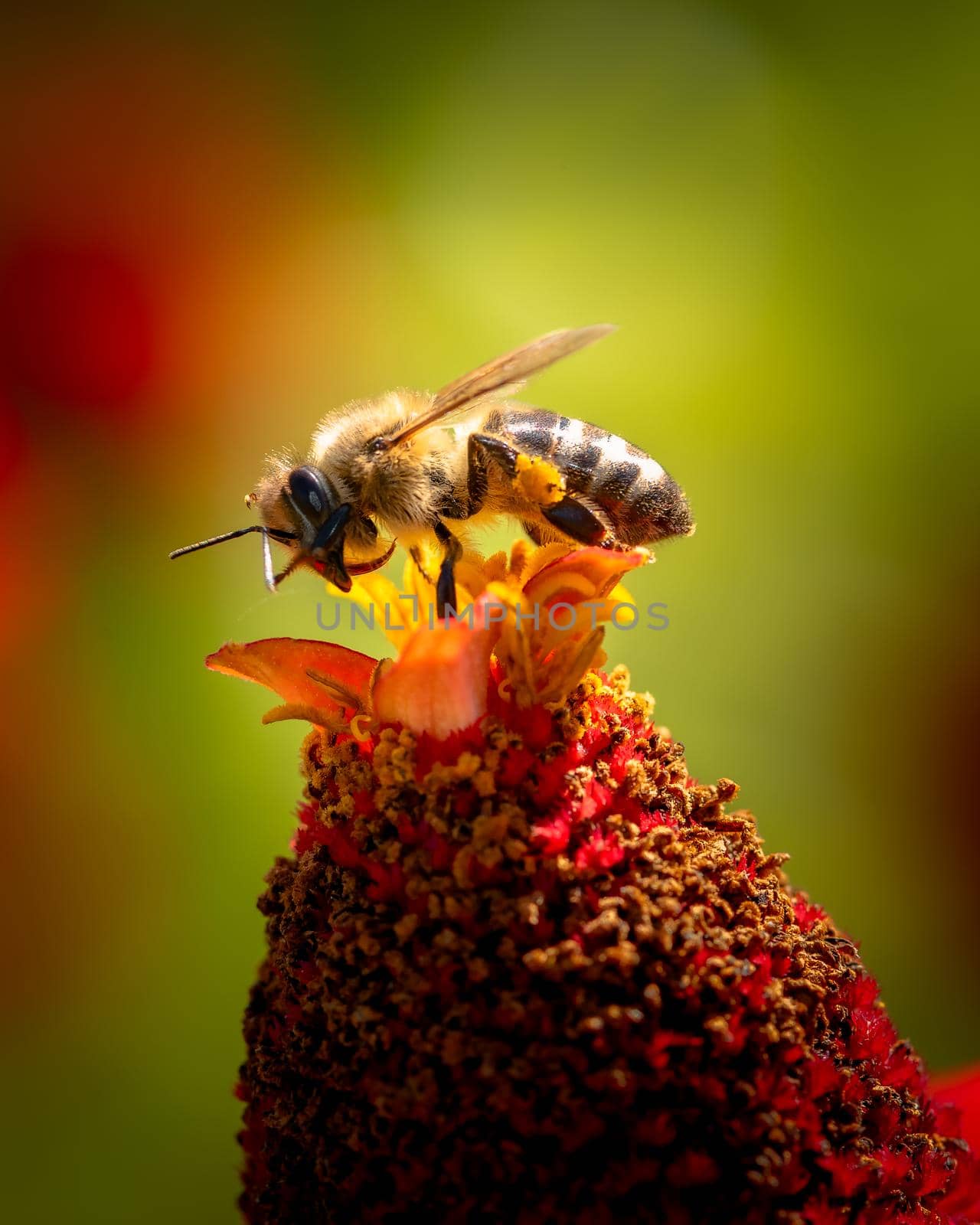 Pollinating bee landed on red flower, close-up photo of a bumblebee