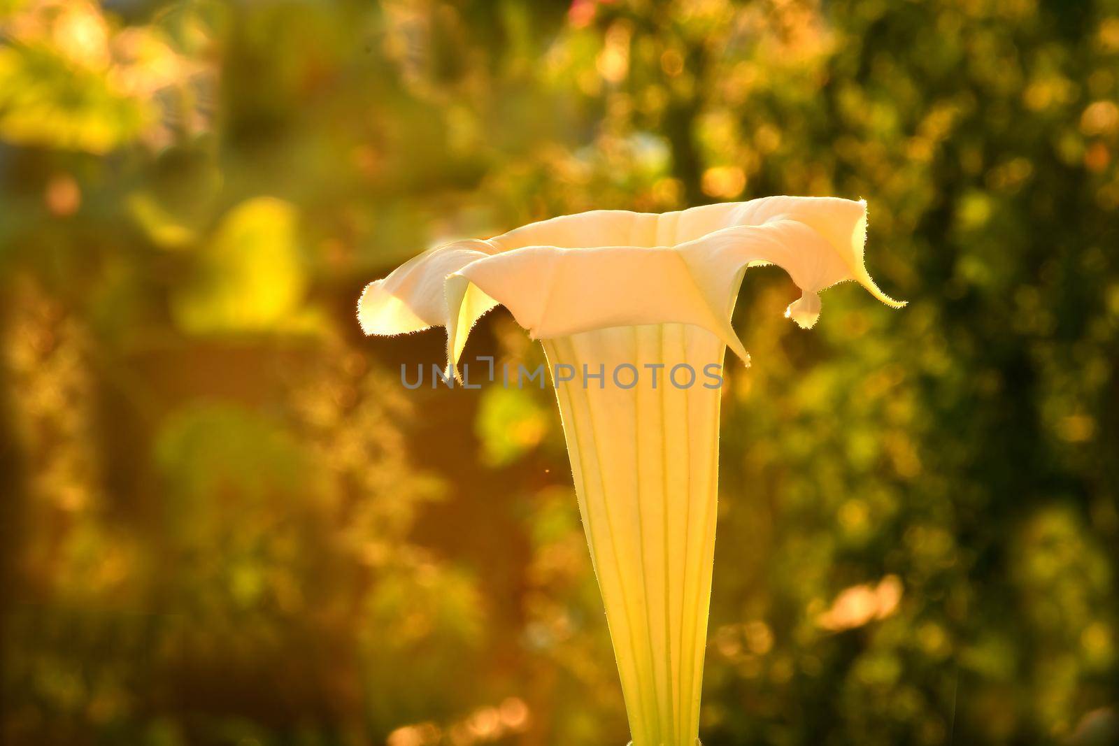 thorn apple with flower in backlit