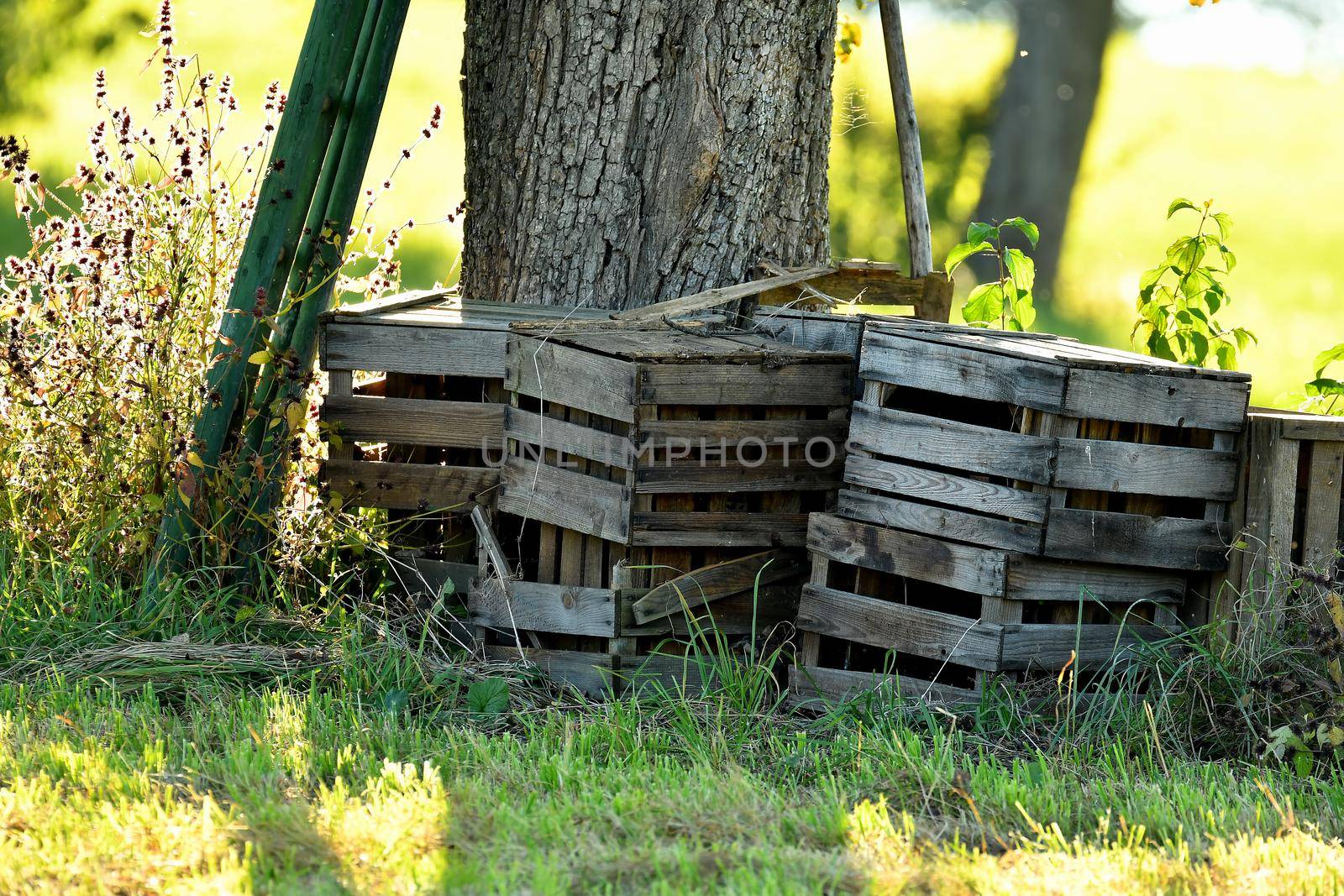 empty fruit boxes with ladder on a meadow by Jochen