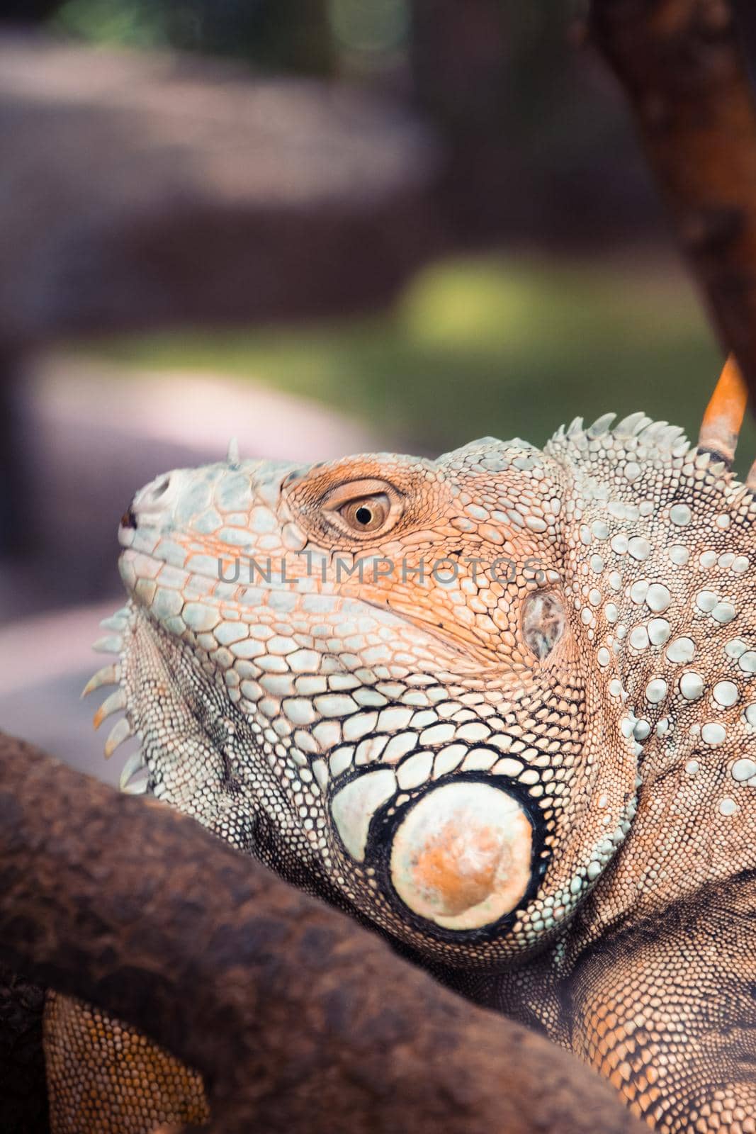 Head and eye of a green iguana at the zoo de la palmyre