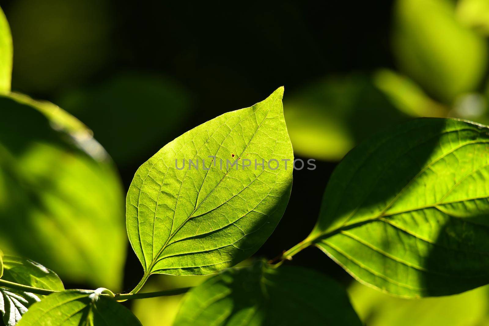 green leaf in backlit with dark background