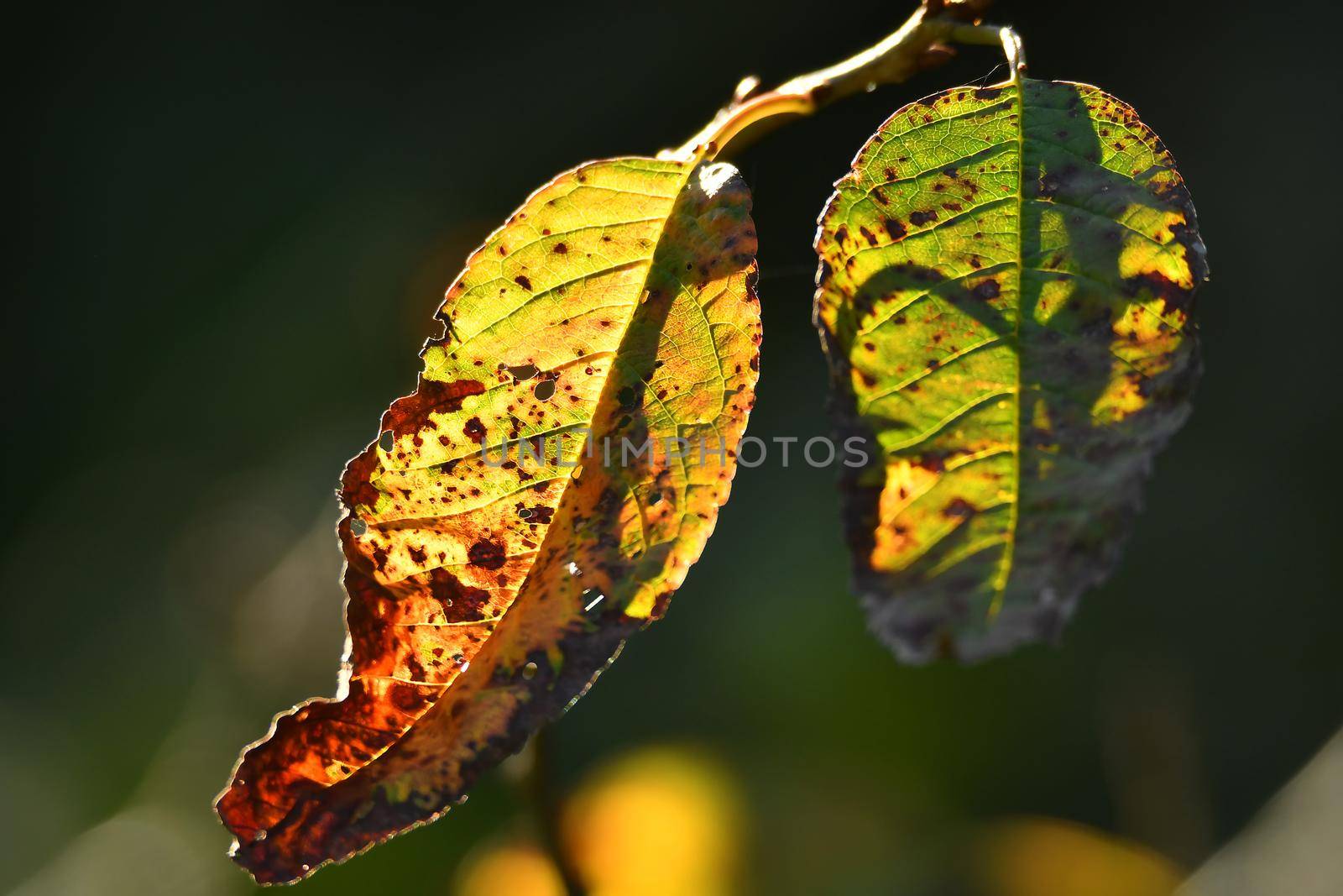 autumnal colored leaf in backlit by Jochen