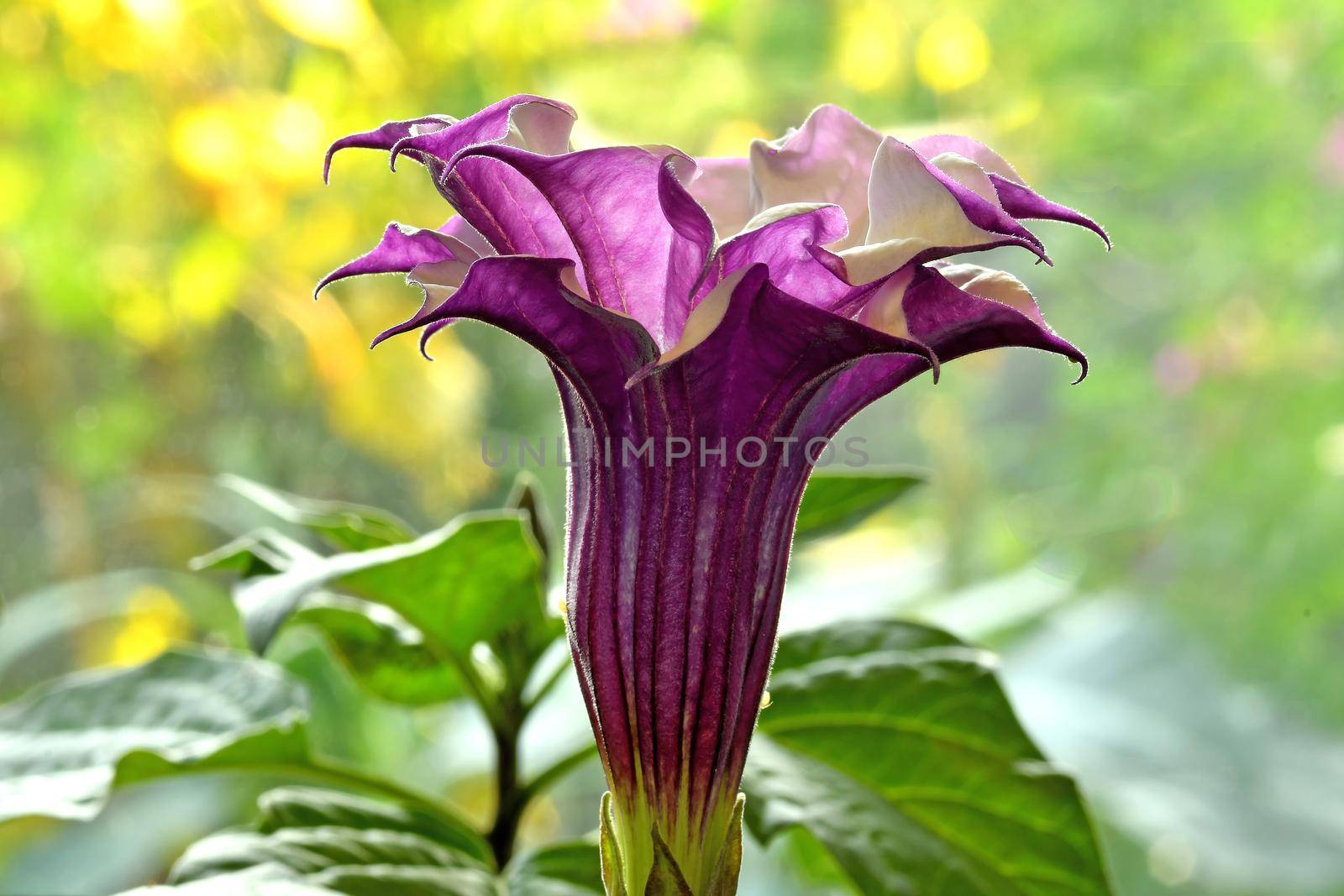 thorn apple with violet and white flower in backlit