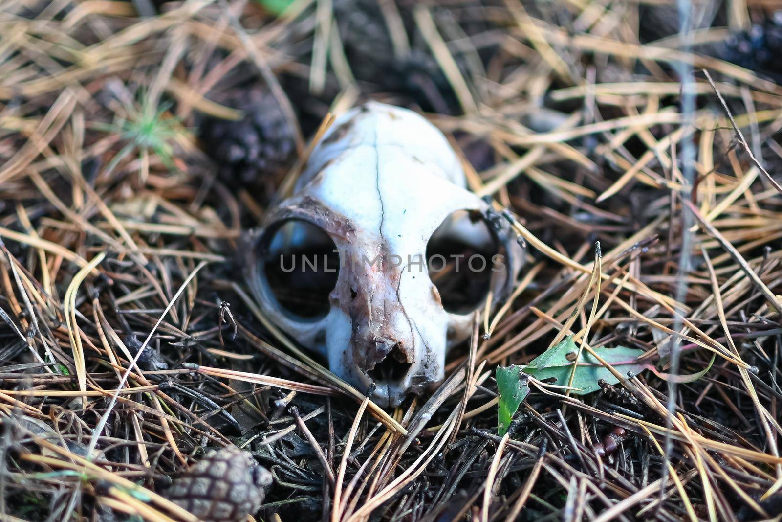squirrel skull in the forest on the ground close-up, selective focus by studeg83