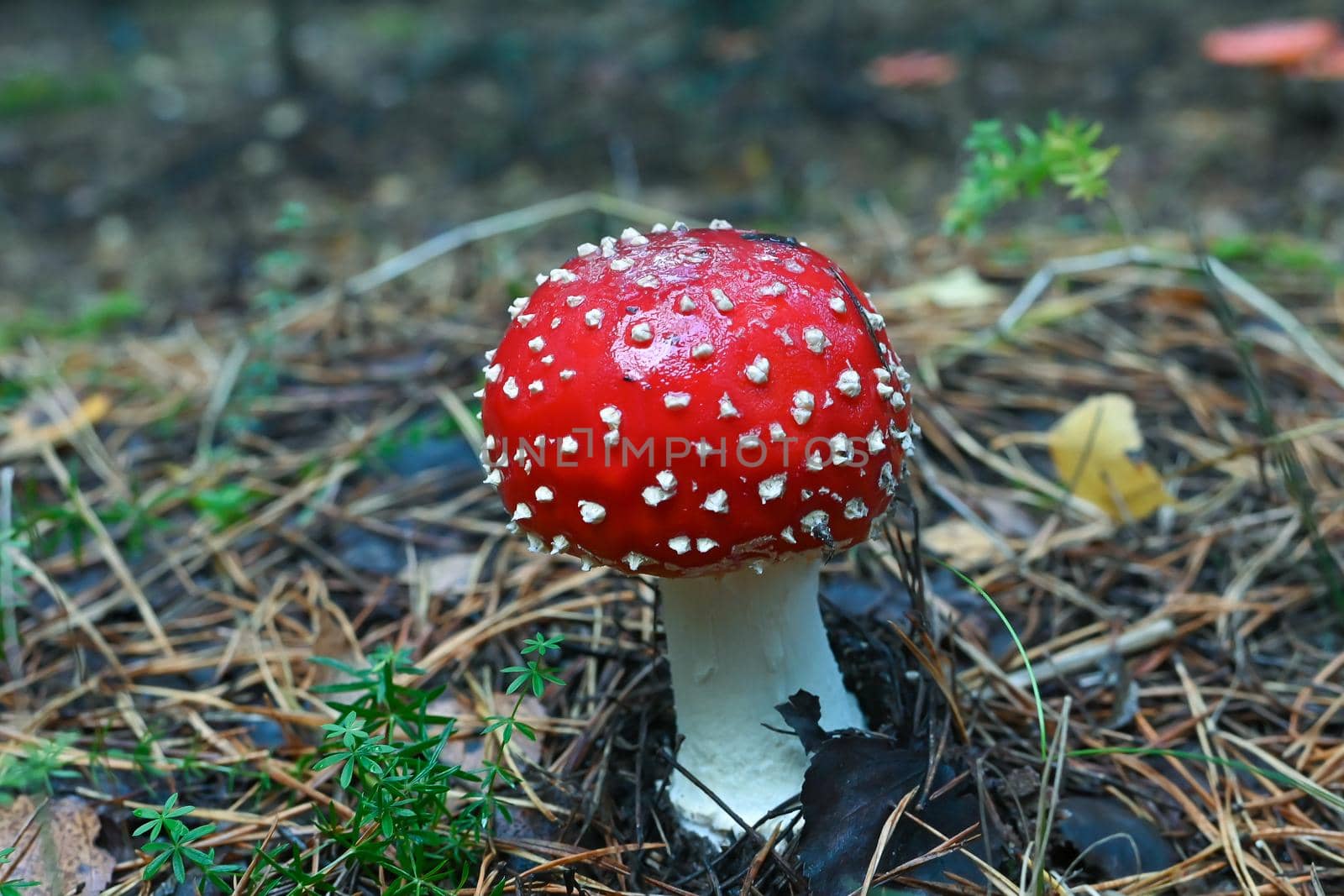 Amanita Muscaria, poisonous mushroom around the world, fly agaric close-up, selective focus by studeg83