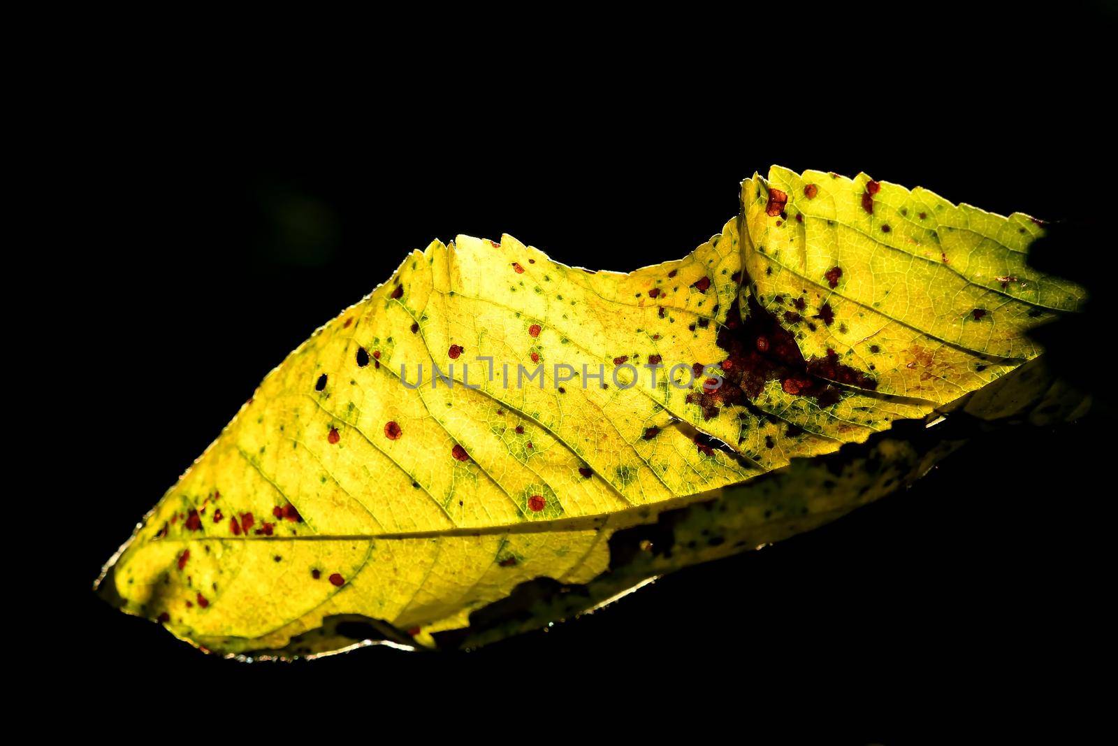 autumnal colored leaf in backlit