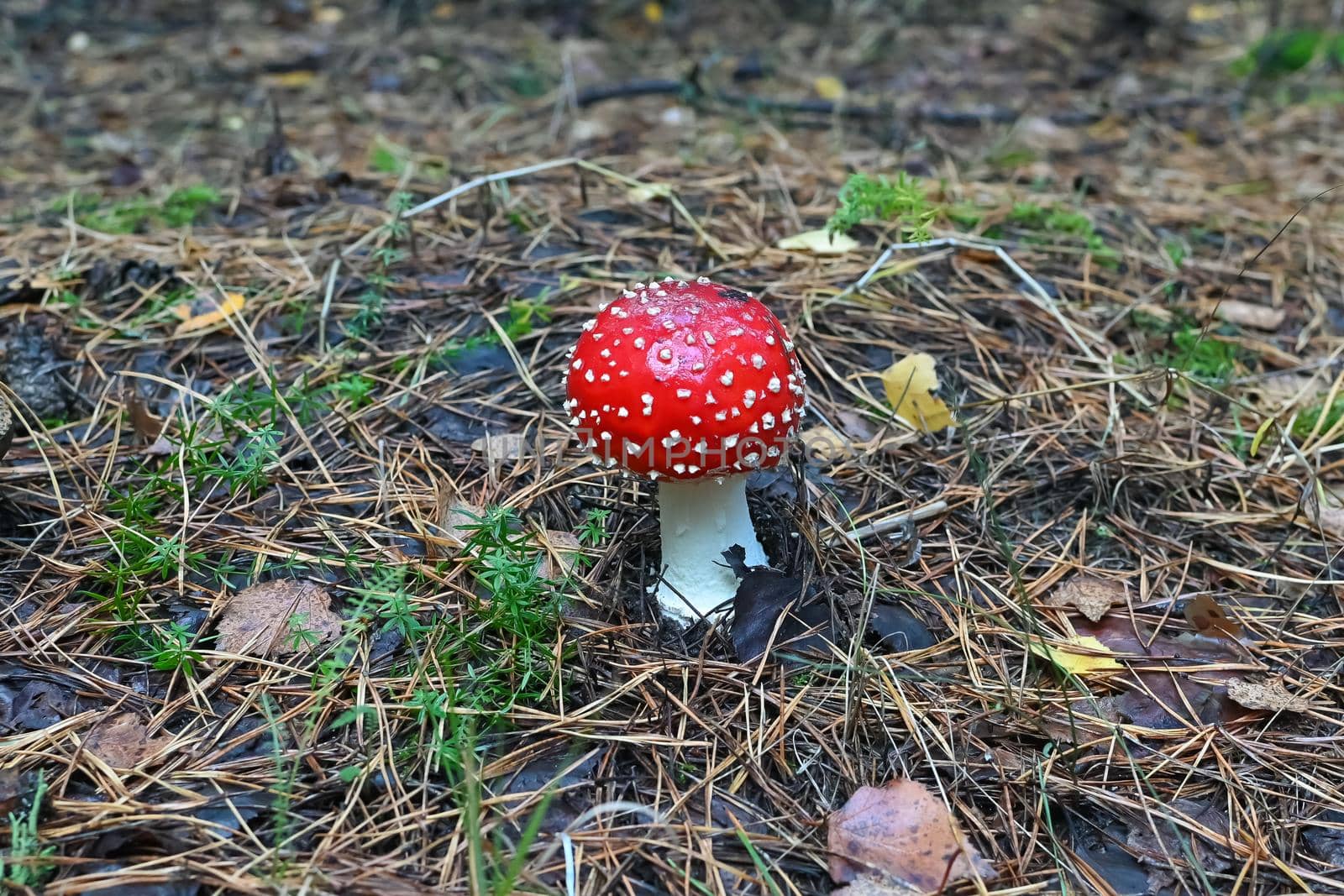 Amanita Muscaria, poisonous mushroom around the world, fly agaric close-up, selective focus by studeg83