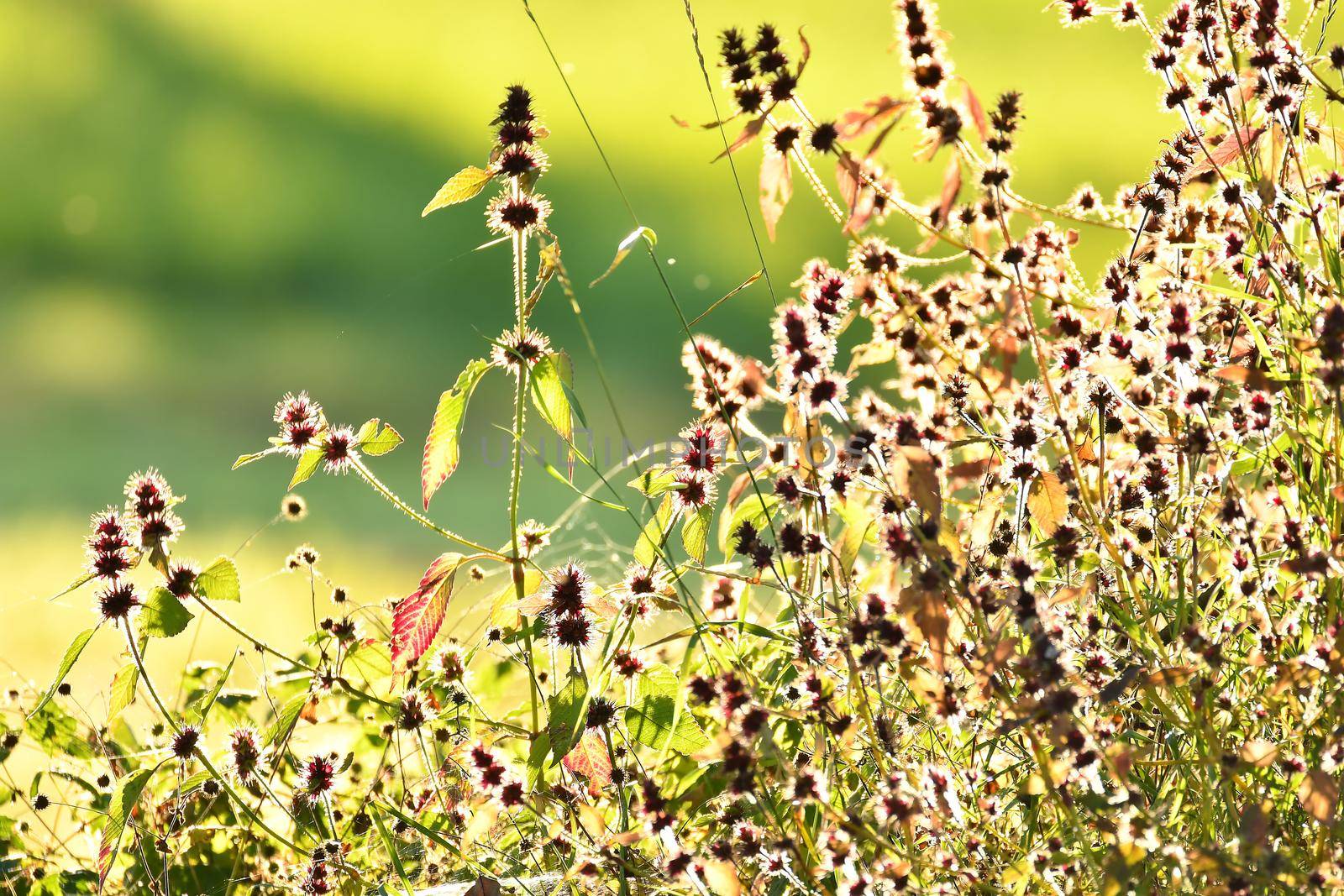 herbs and flowers in late evening backlit by Jochen