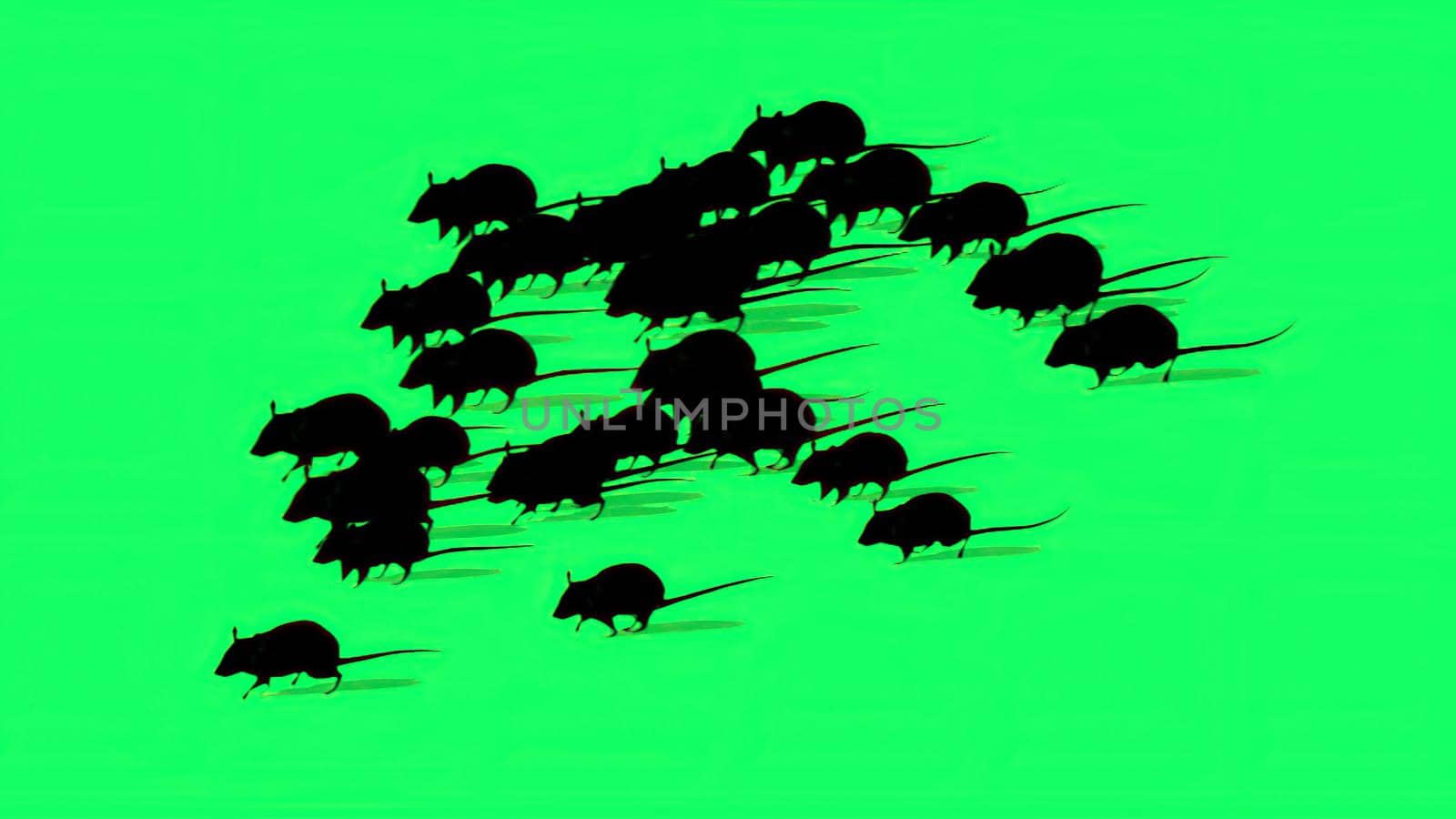 3d illustration - Rats Silhouette On Green Screen by vitanovski