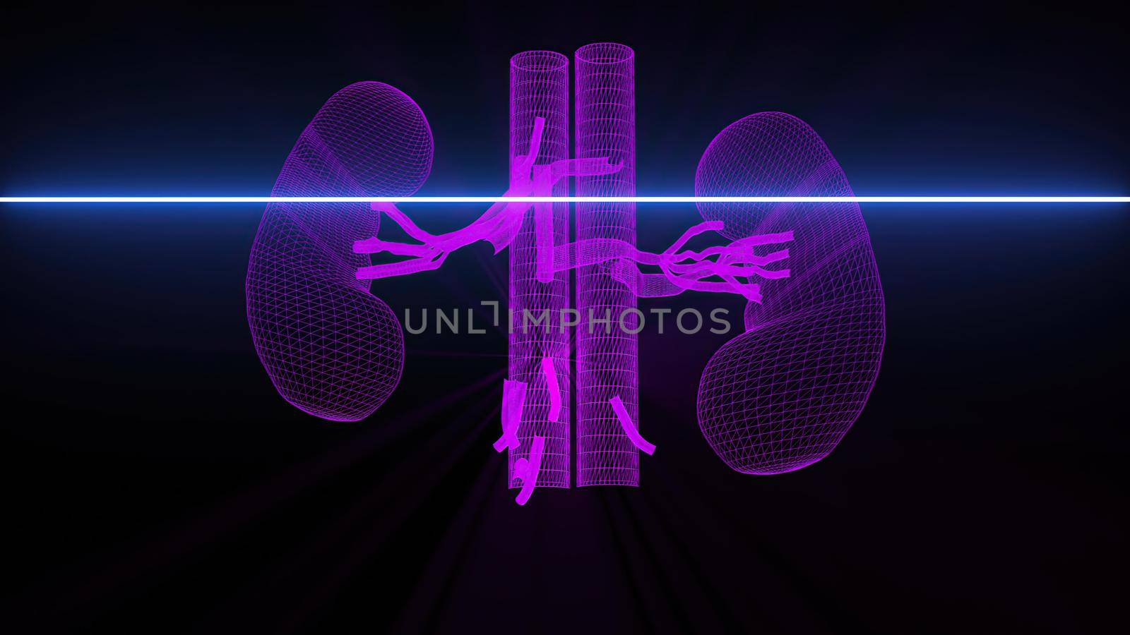 3d illustration - Medical scan of Kidneys 