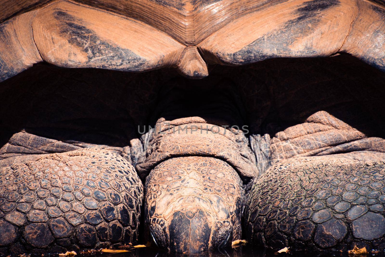 Close-up on a giant Aldabra tortoise