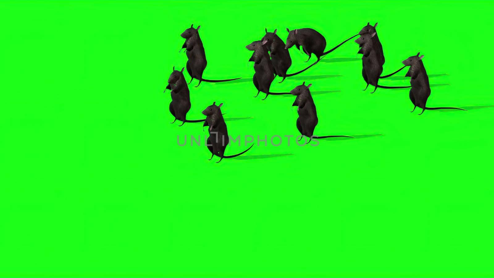 3d illustration - Cute Gray Rat On Green Screen by vitanovski