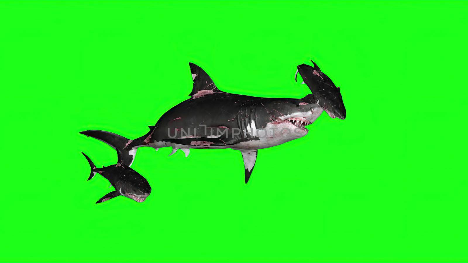 3d illustration - Sharks on a Green background by vitanovski