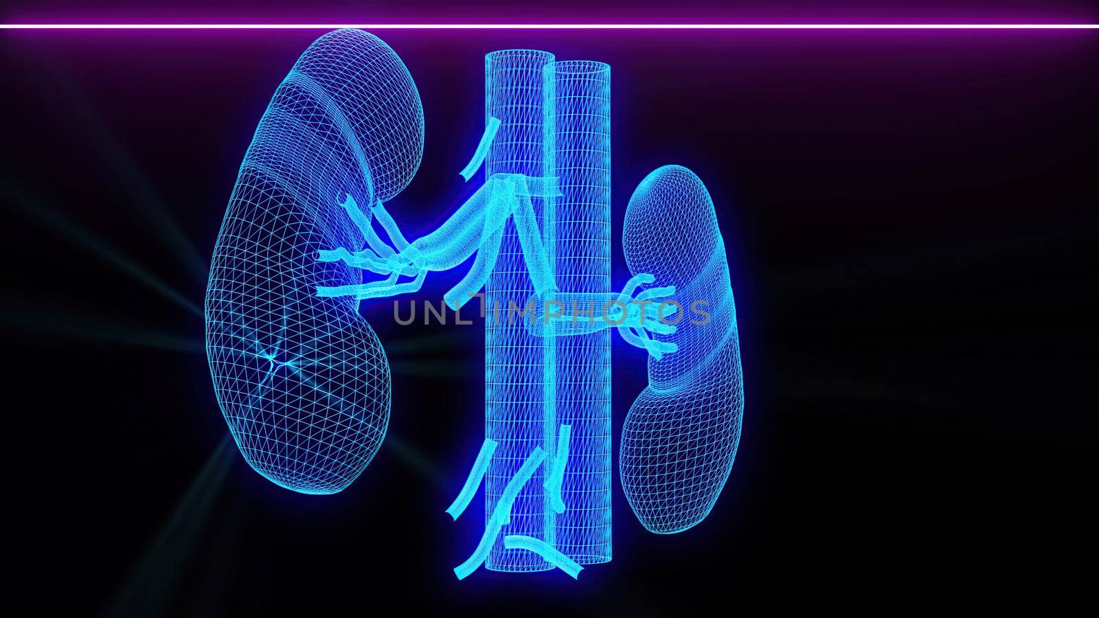 3d illustration - Medical scan of Kidneys  by vitanovski