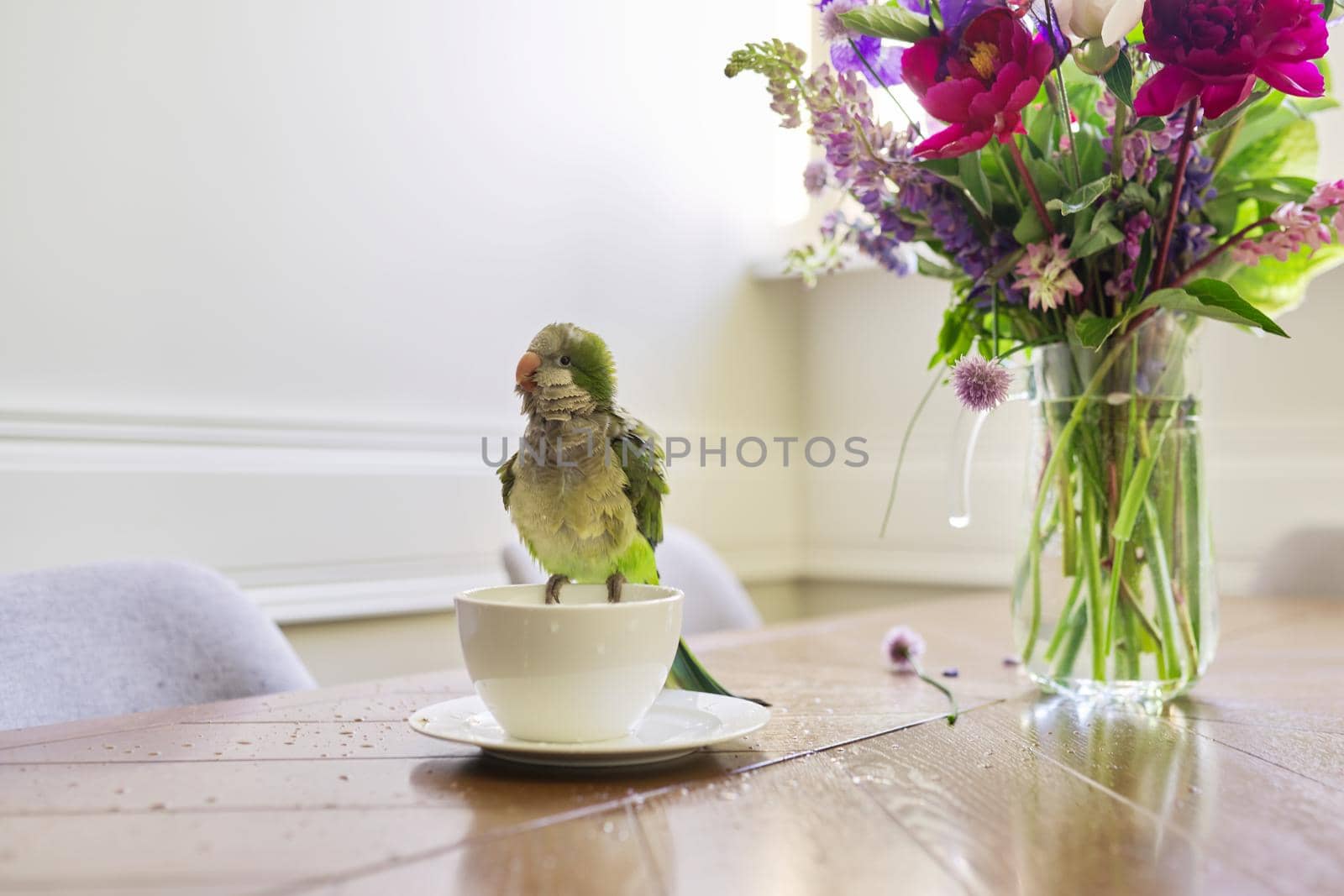 Wet green parrot bathing in cup, bird enjoying bath, pet quaker parrot on the table on cup with water