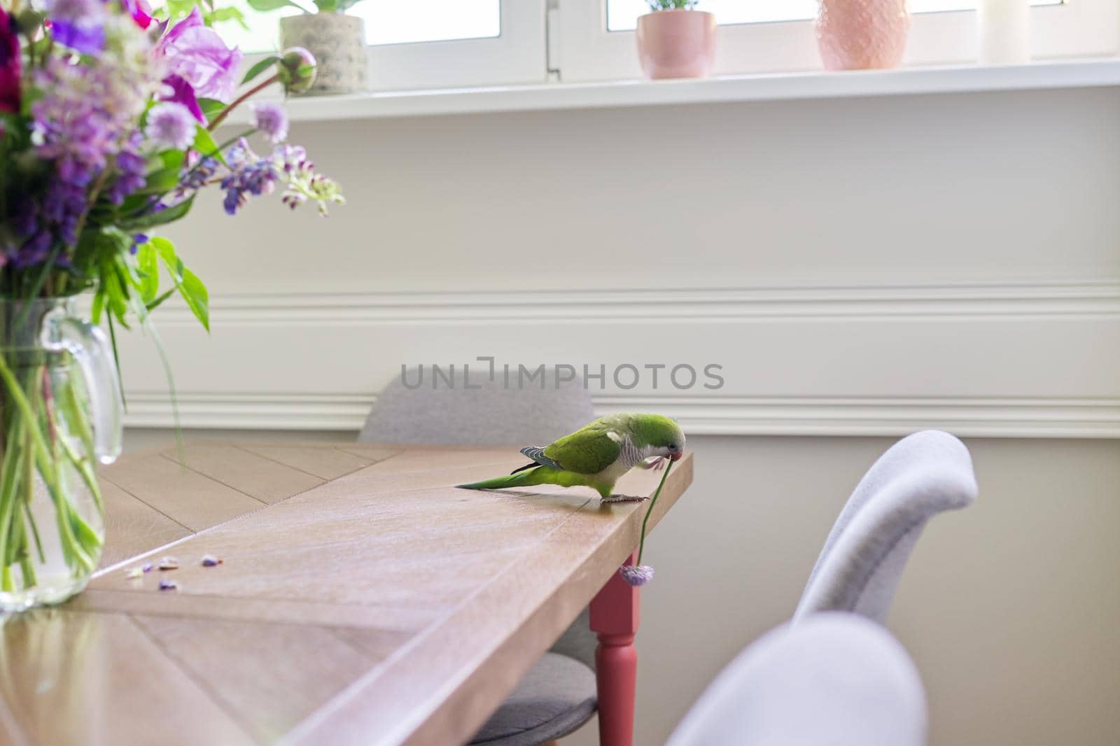 Parrot green quaker pet and bouquet of flowers on the table. by VH-studio