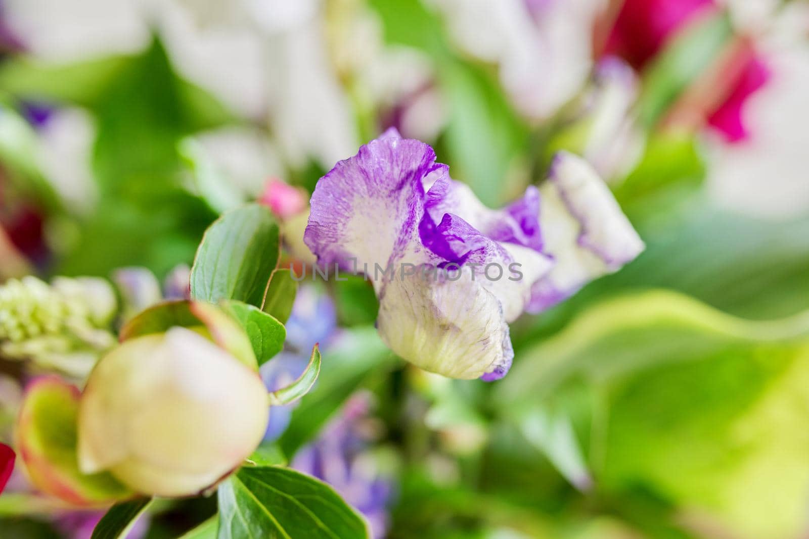 Abstract multicolored floral background texture, close-up flowers and buds peonies irises lupine in defocus, season spring summer, natural beauty, background image
