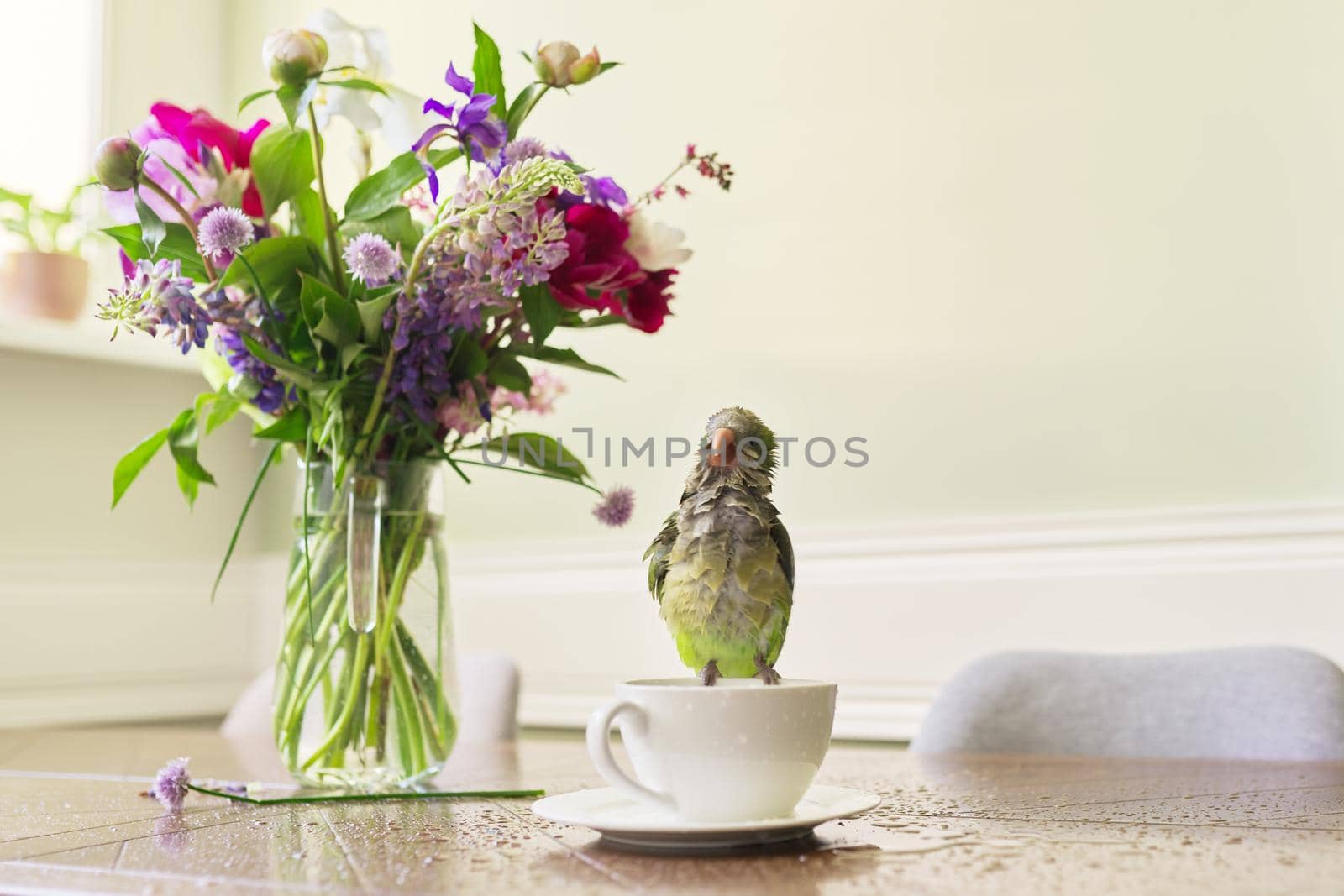 Wet green parrot bathing in cup, bird enjoying bath, pet quaker parrot on the table on cup with water