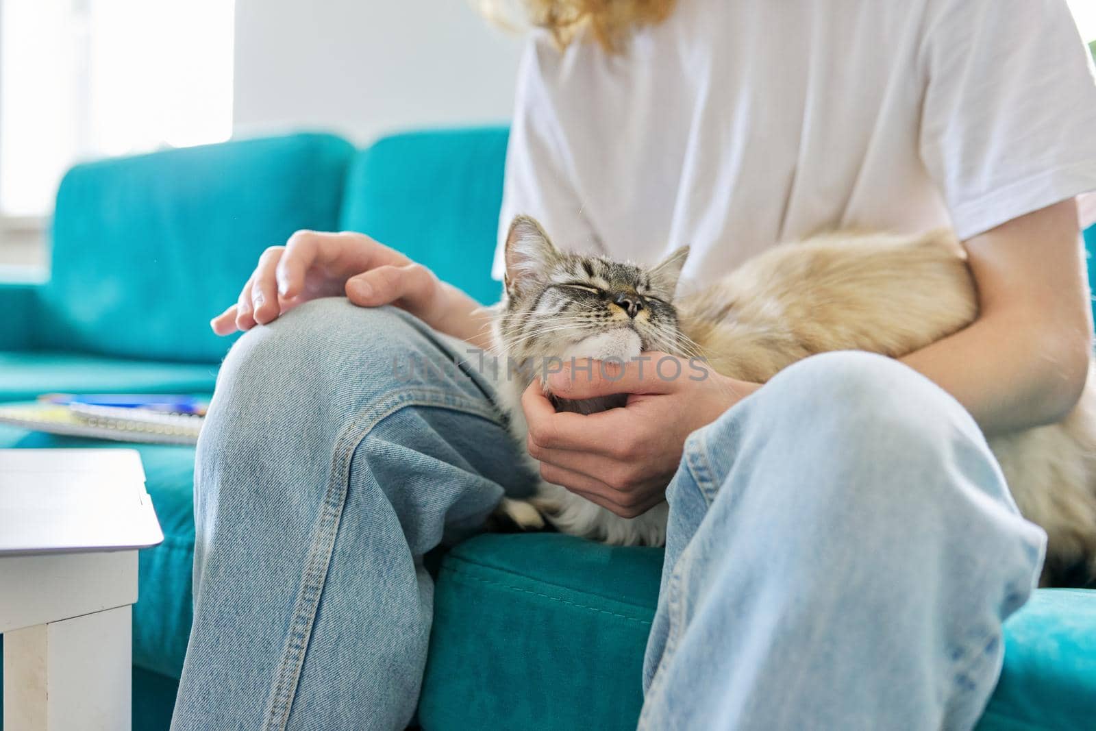 Domestic pet cat close-up on the hands of the owner of a young guy by VH-studio