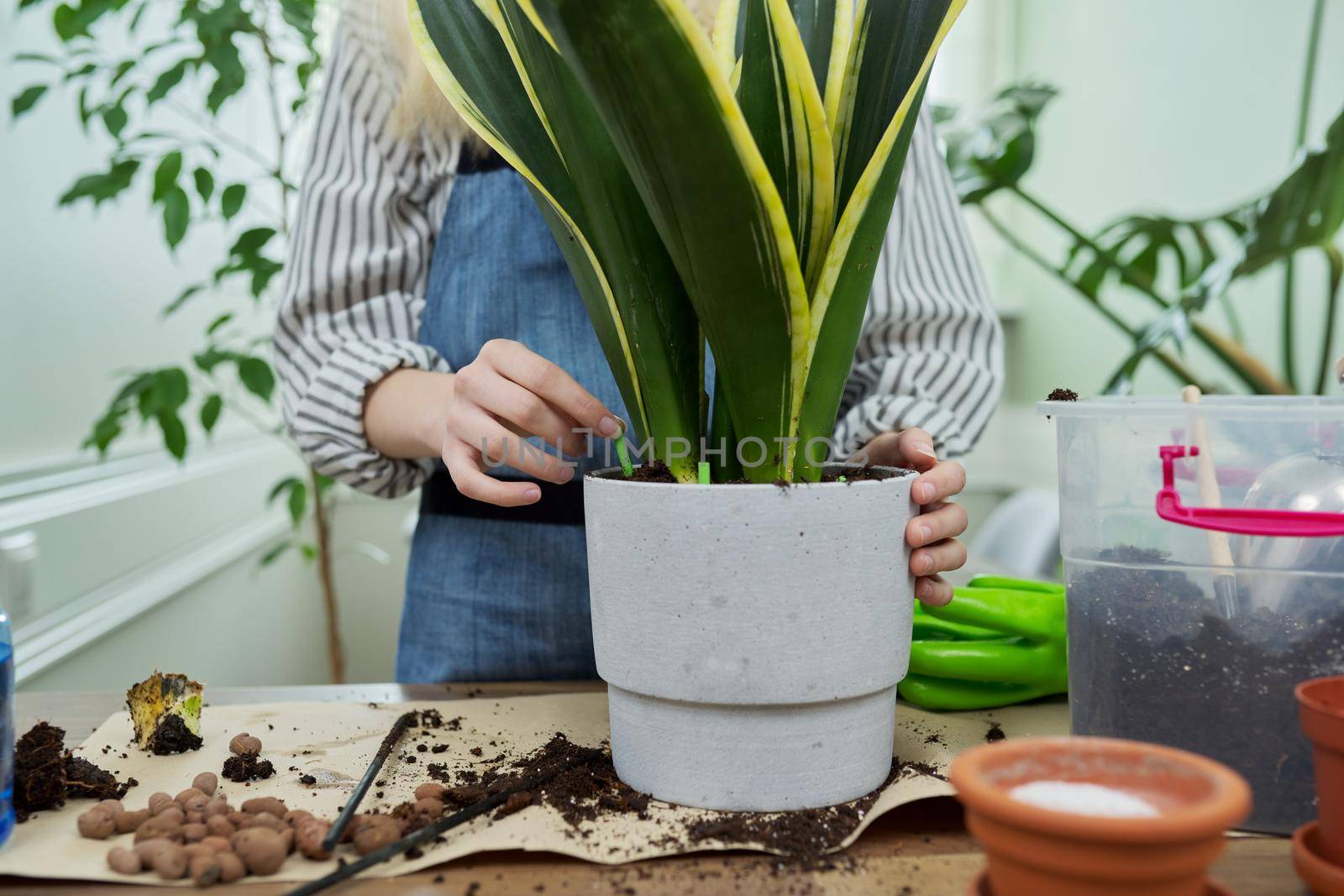 Close-up of woman's hand fertilizing potted sansevieria houseplant with fertilizer, pest repellent in form of sticks. Hobbies, leisure, caring for green pets, trends, gardening at home, garden inside