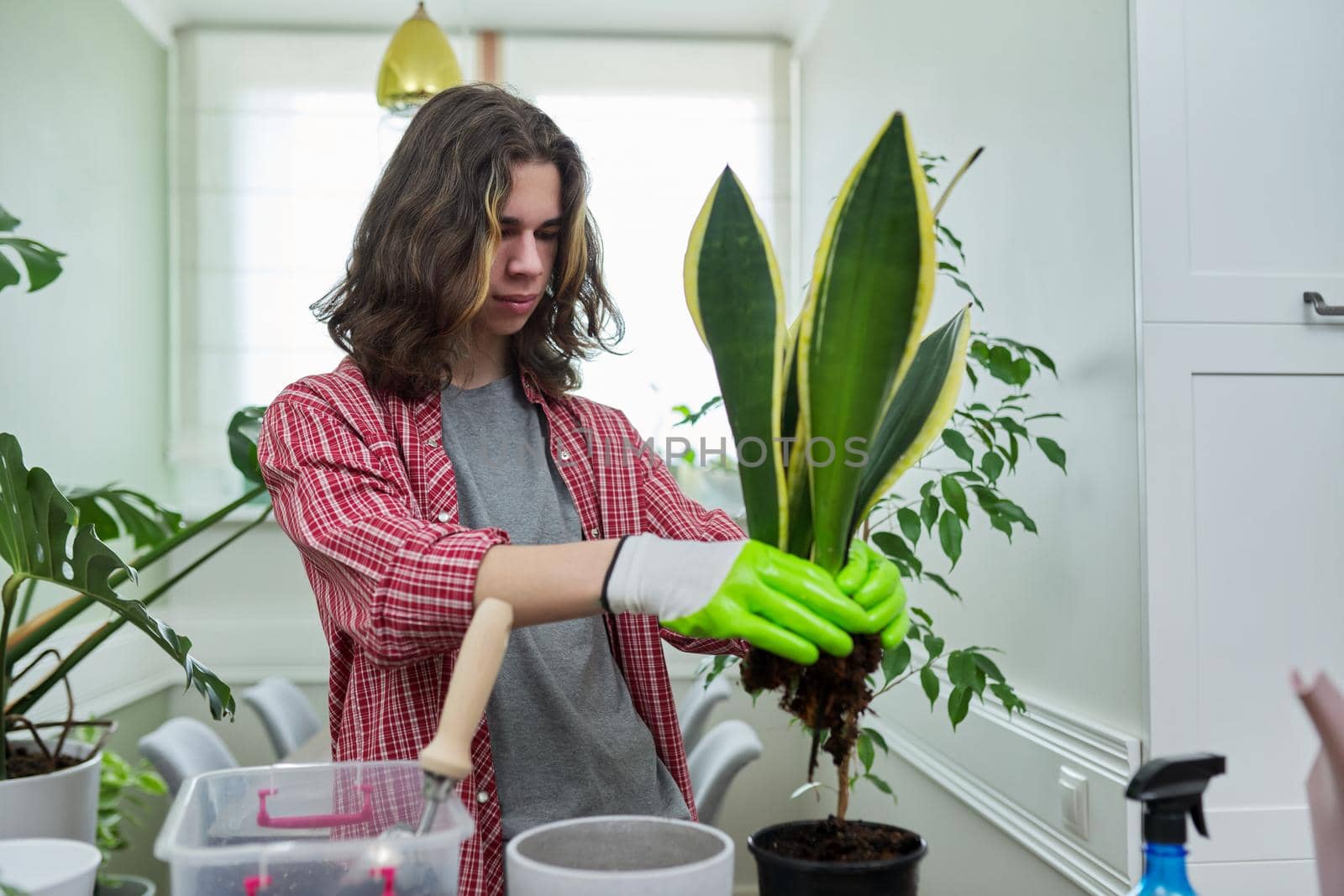 Guy teenager caring replanting indoor plants in pots. On the table are soil, pots, plants, fertilizers, watering can, sansevieria. Floristry hobby of young teen boy