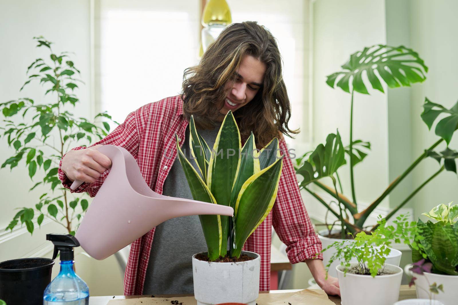 A teenager guy watering indoor plants in pots, sansevieria by VH-studio