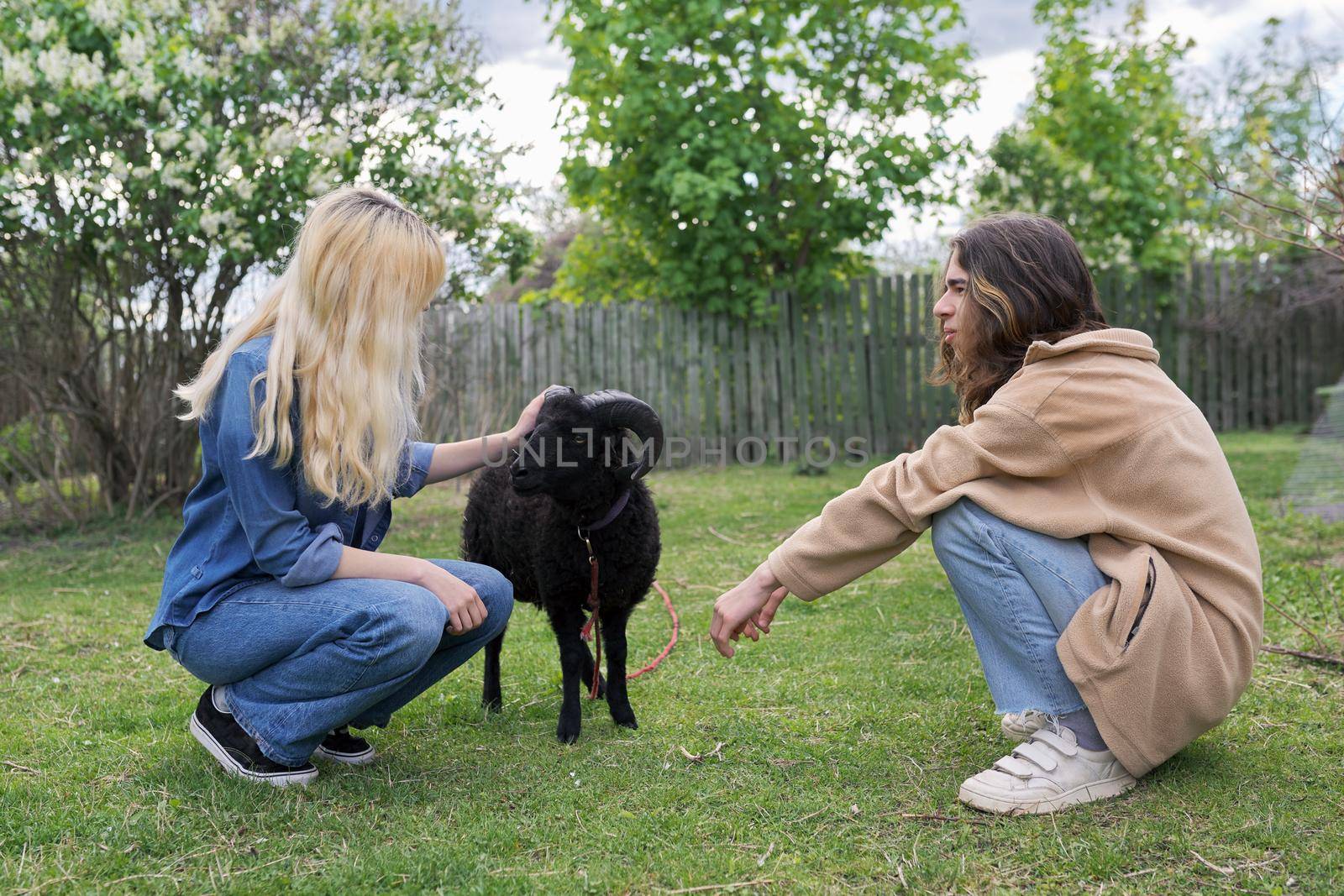 Rustic style, countryside, small animal farm, a couple of teenagers play touching a black ram grazing on the lawn in garden.