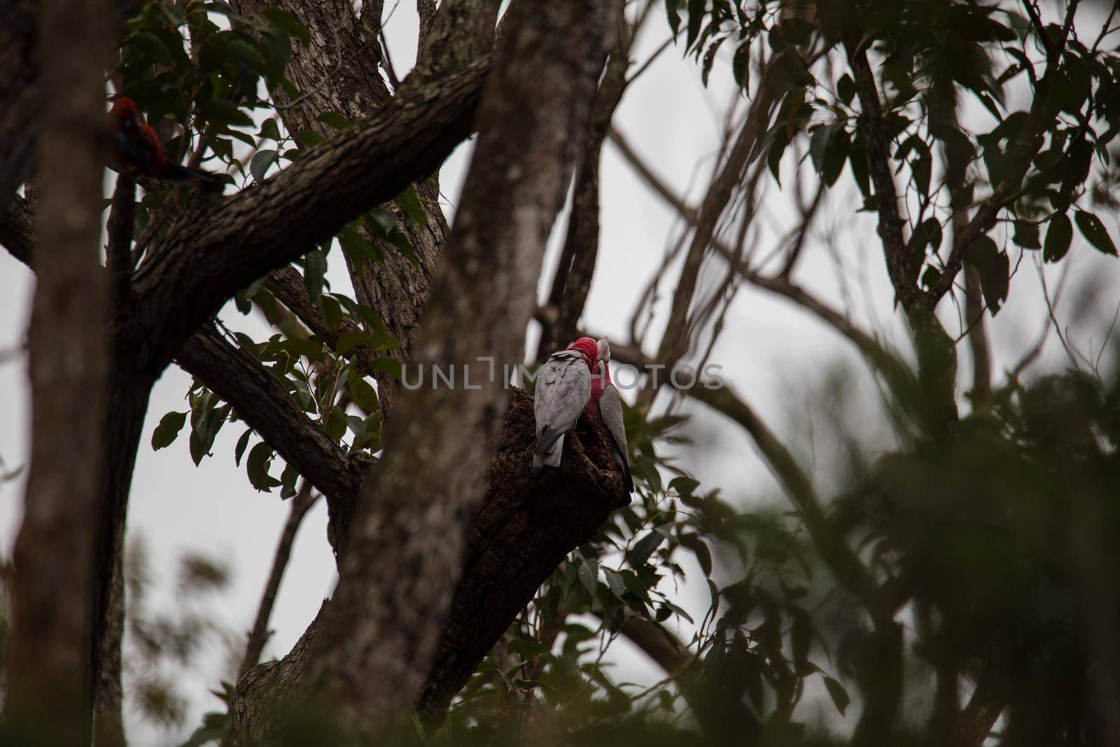 A pair of galahs investigating their nest in a tree. by braydenstanfordphoto