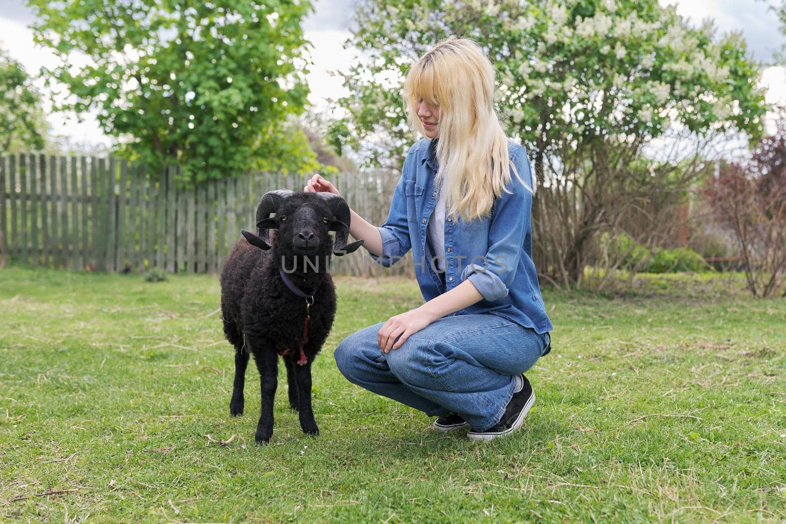 Rustic style, countryside, small animal farm, young woman teenager play touching black ram grazing on the lawn in garden