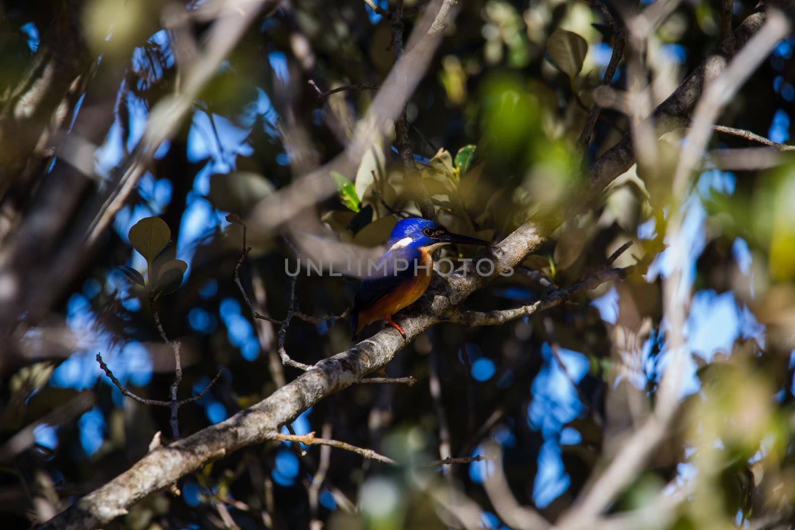 Azure Kingfishers perched on a tree branch watching over the lagoon by braydenstanfordphoto