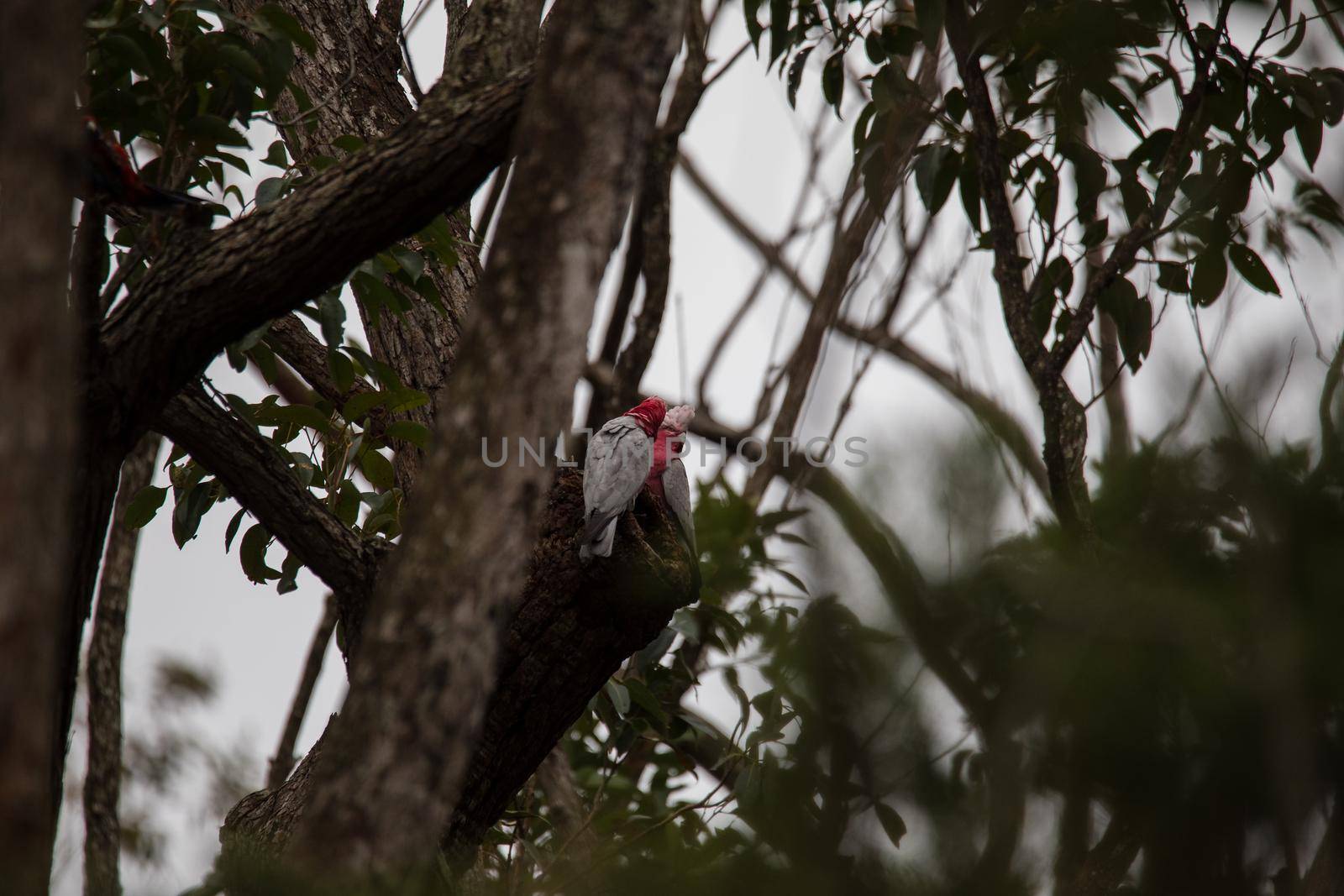 A pair of galahs investigating their nest in a tree. by braydenstanfordphoto