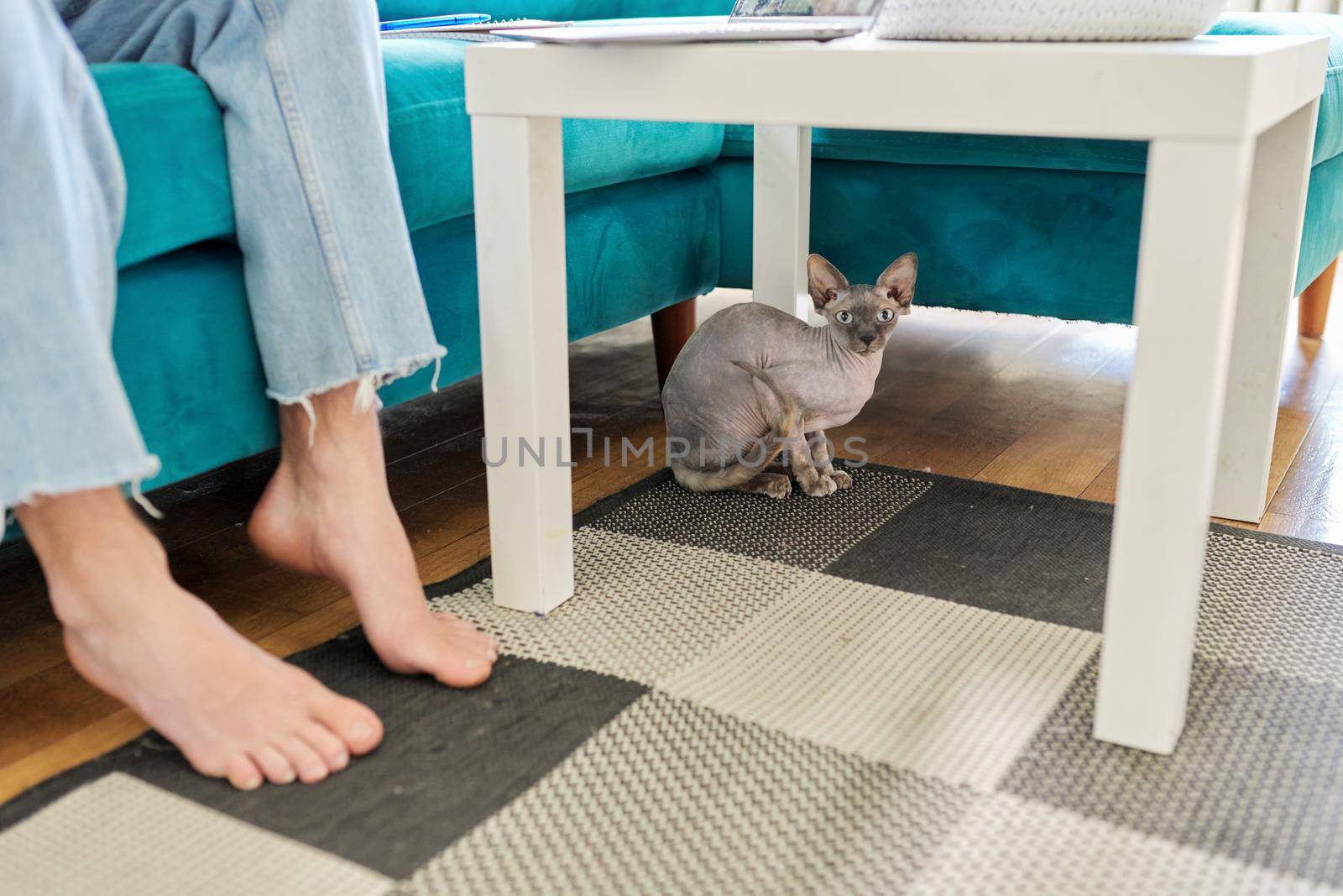 Domestic pet sphinx cat sitting at home under the table, near the owner's feet, bald cat, hairless naked cat