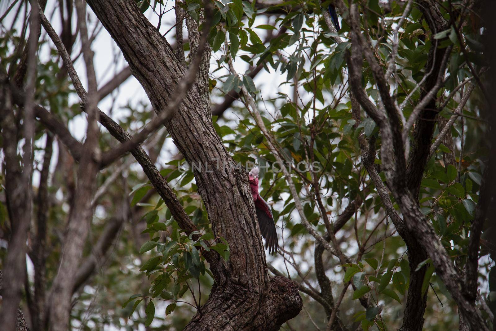 A pair of galahs investigating their nest in a tree. by braydenstanfordphoto